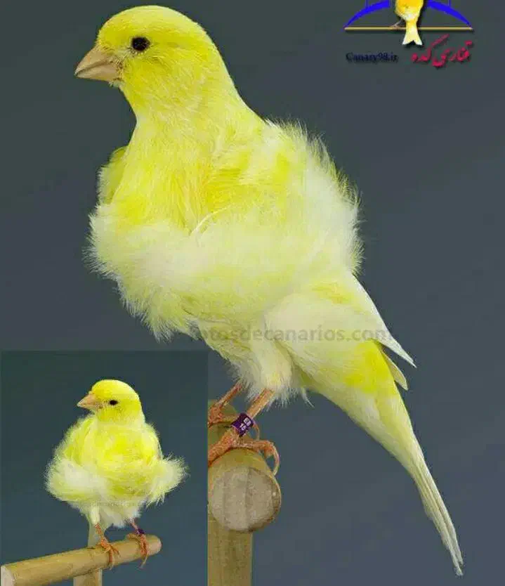 قناری ماده معاوضه با کبوتر|پرنده|شوش, |دیوار