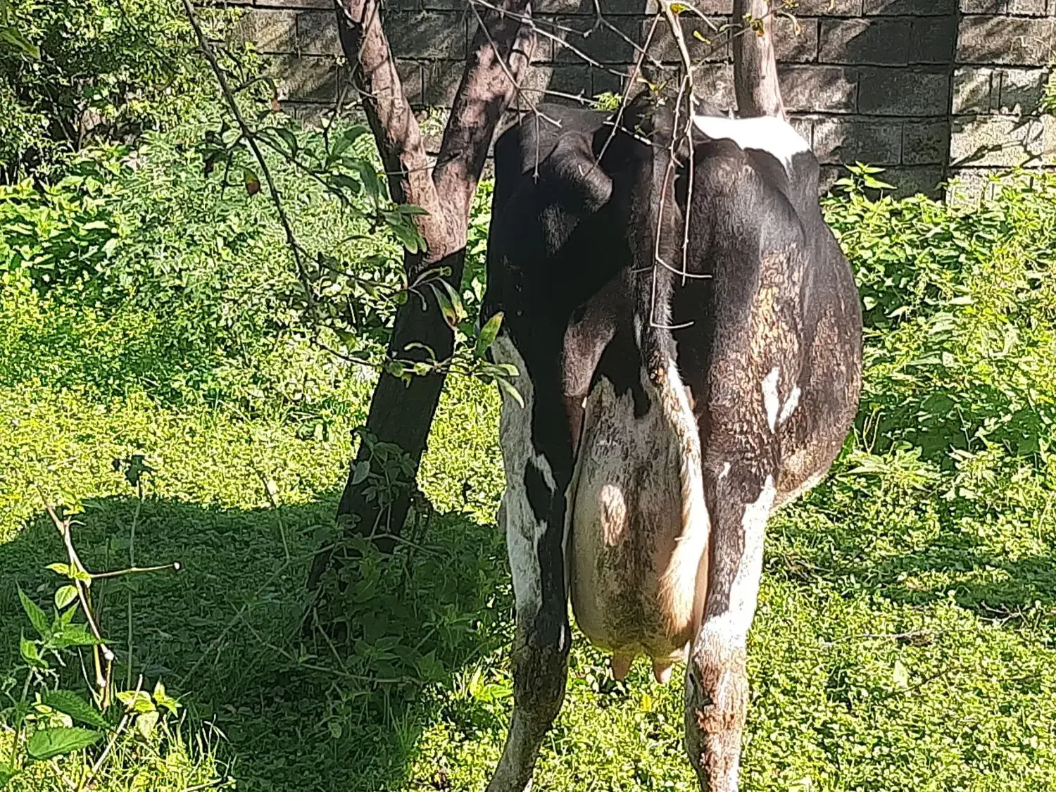 یک راس گاو شیرده هلشتاین با گوساله نر دو ماهه|حیوانات مزرعه|چمستان, |دیوار