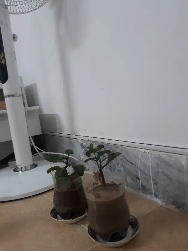 گلدون گل قاشقی کوچک دونه ای ۵۰۰۰۰ تومن|گل و گیاه طبیعی|سبزوار, توحیدشهر|دیوار