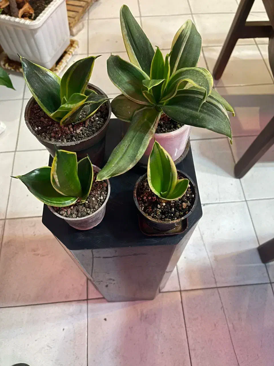 ۷ عدد گل زیبا و ۴ عدد گلدان بنسای|گل و گیاه طبیعی|تبریز, |دیوار