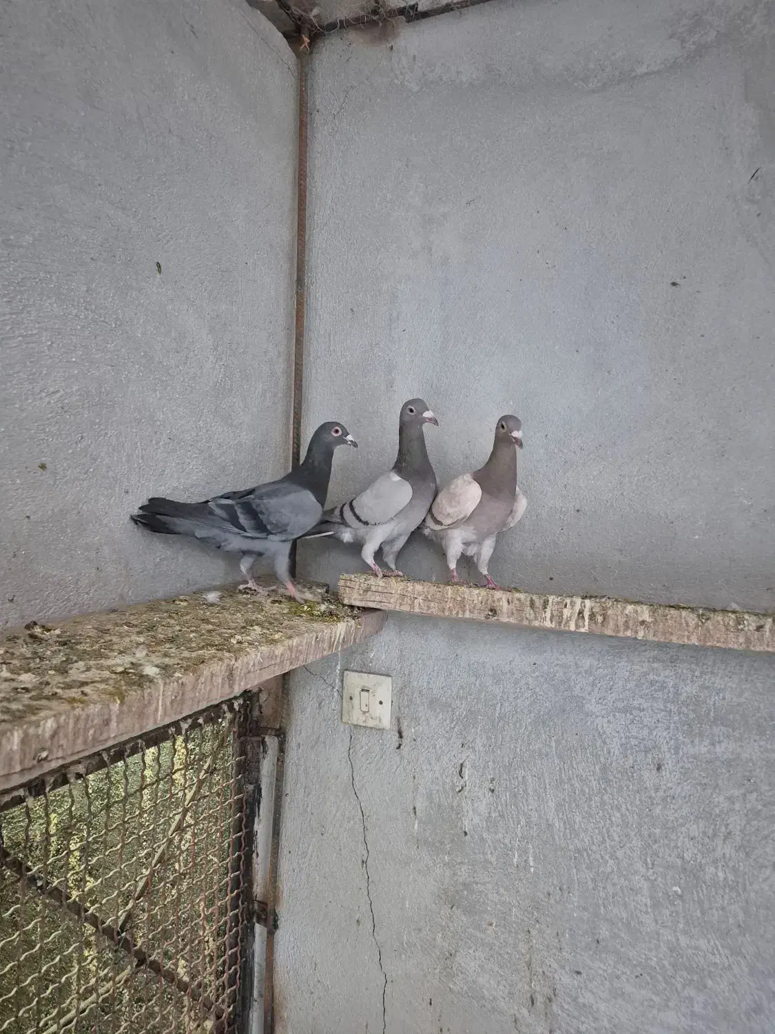 کبوتر ماده نژاد خطی|پرنده|قزوین, |دیوار