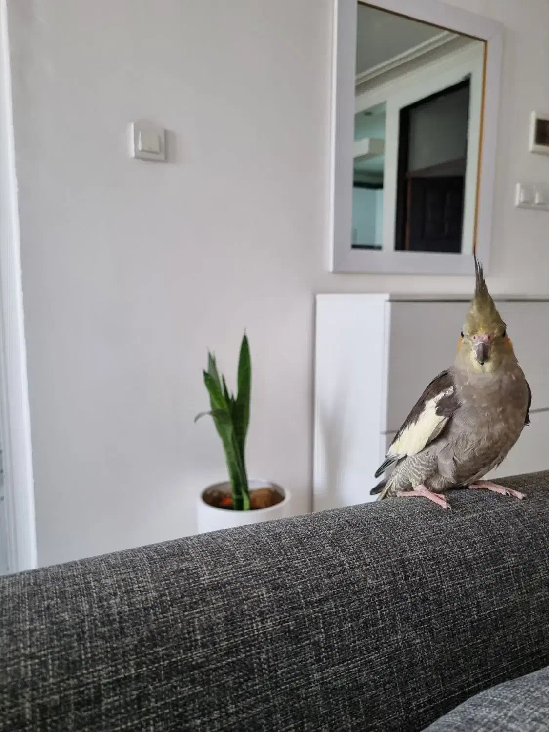 عروس هلندی|پرنده|کوهدشت, |دیوار