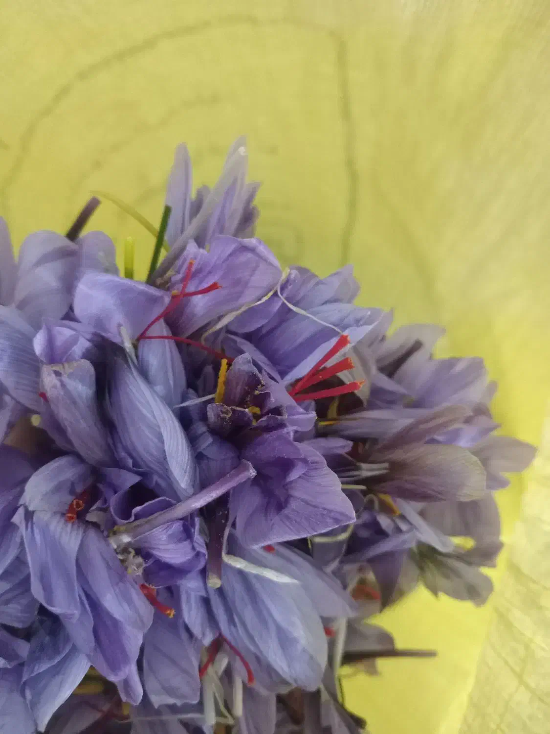 گل زعفران|خوردنی و آشامیدنی|مشهد, هنرور|دیوار