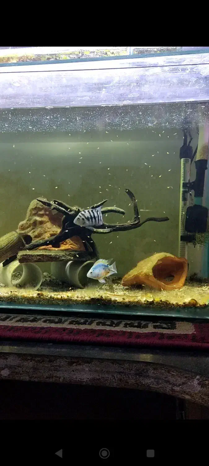 یک جفت ماهی سیچلاید گورخری مولد|ماهی|شوش, |دیوار