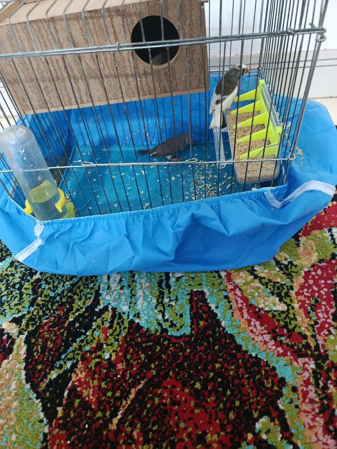 فنج|پرنده|شیبکوه (هرمزگان), |دیوار