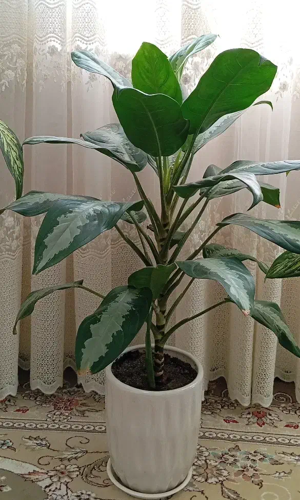 گل های طبیعی ـ مناسب دکور و هدیه|گل و گیاه طبیعی|ربط, |دیوار