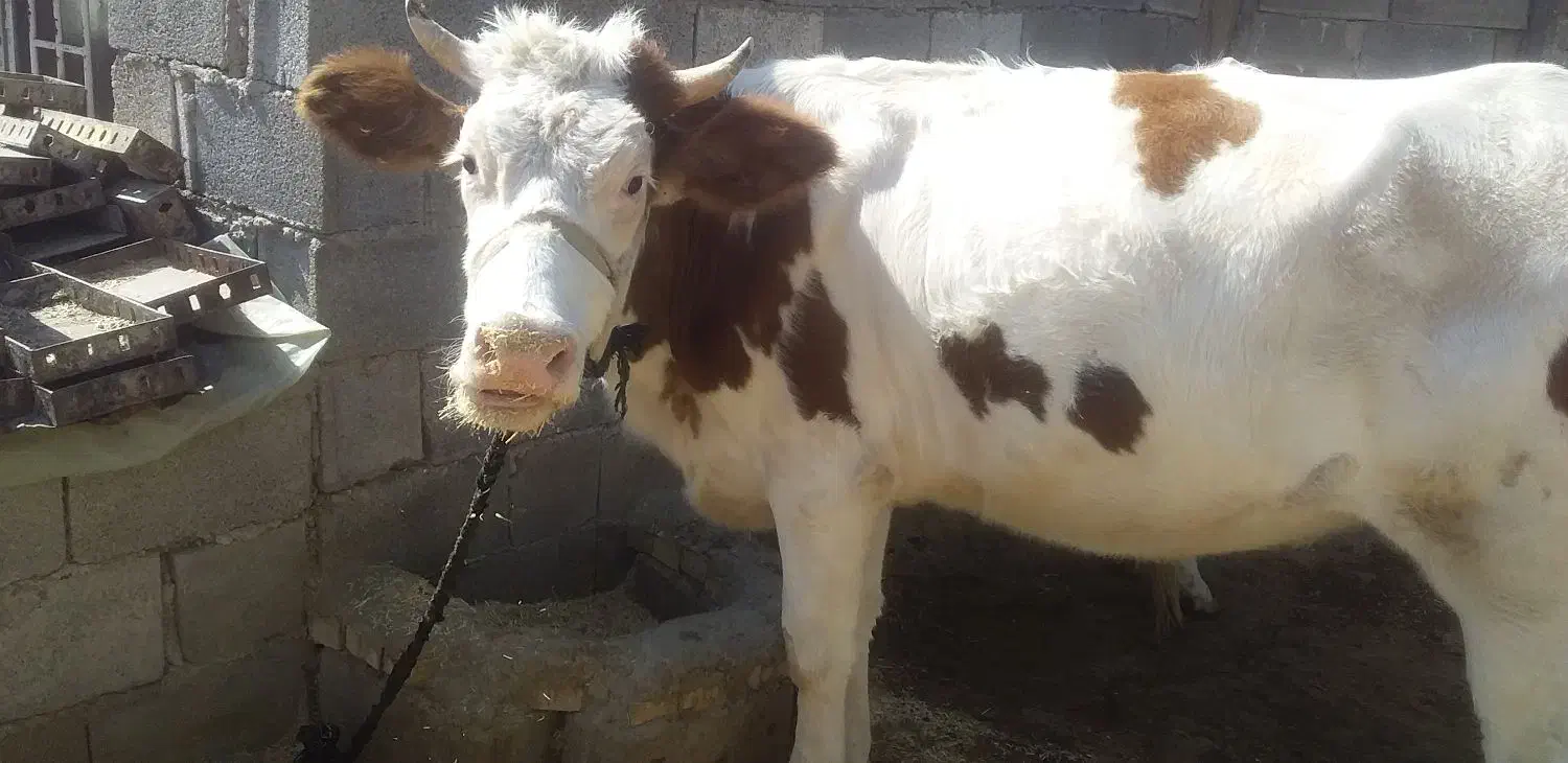 شنگول جوان|حیوانات مزرعه|اندیکا, |دیوار