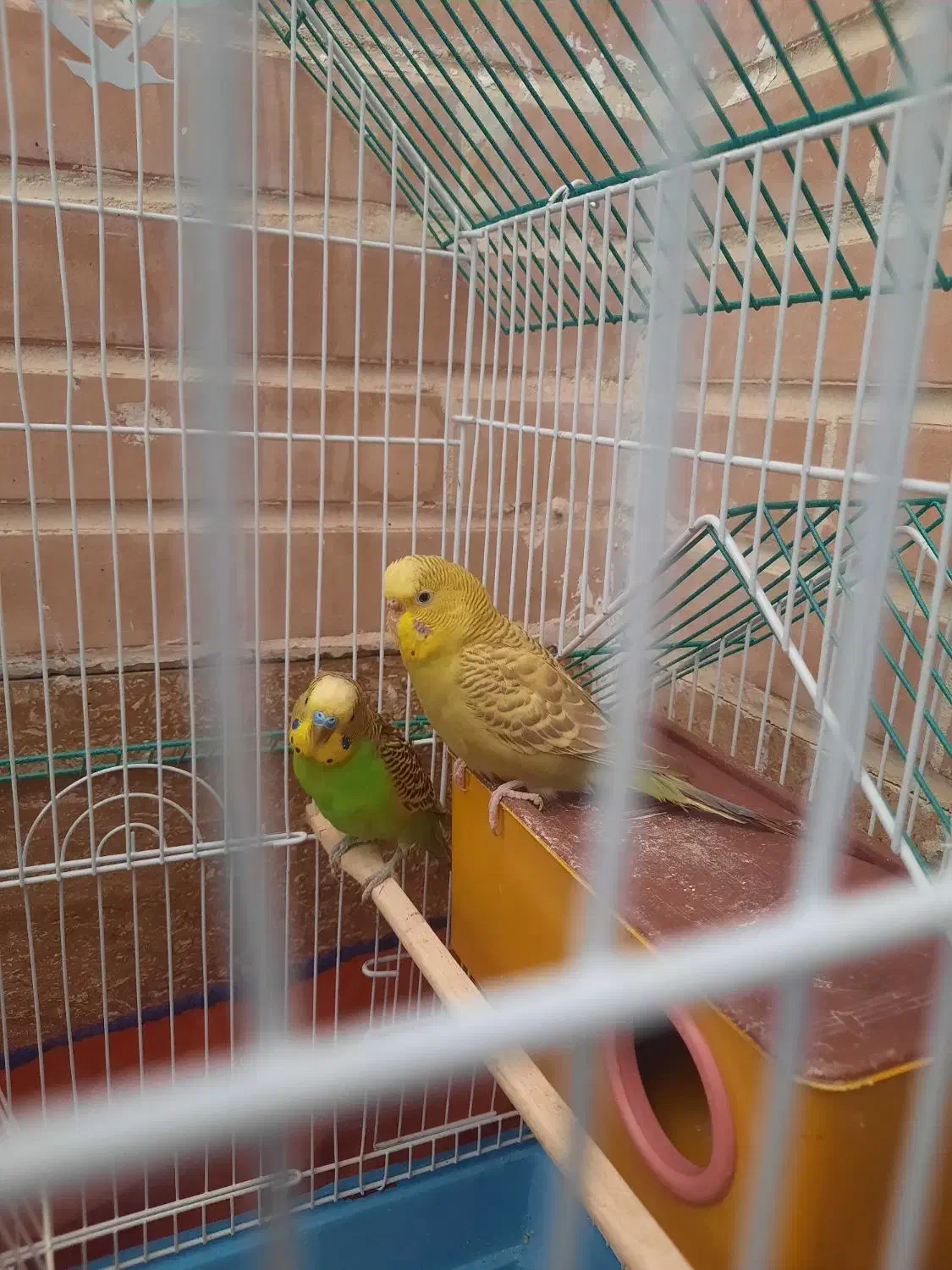 مرغ عشق|پرنده|فولادشهر, مسکن مهر فولادشهر|دیوار