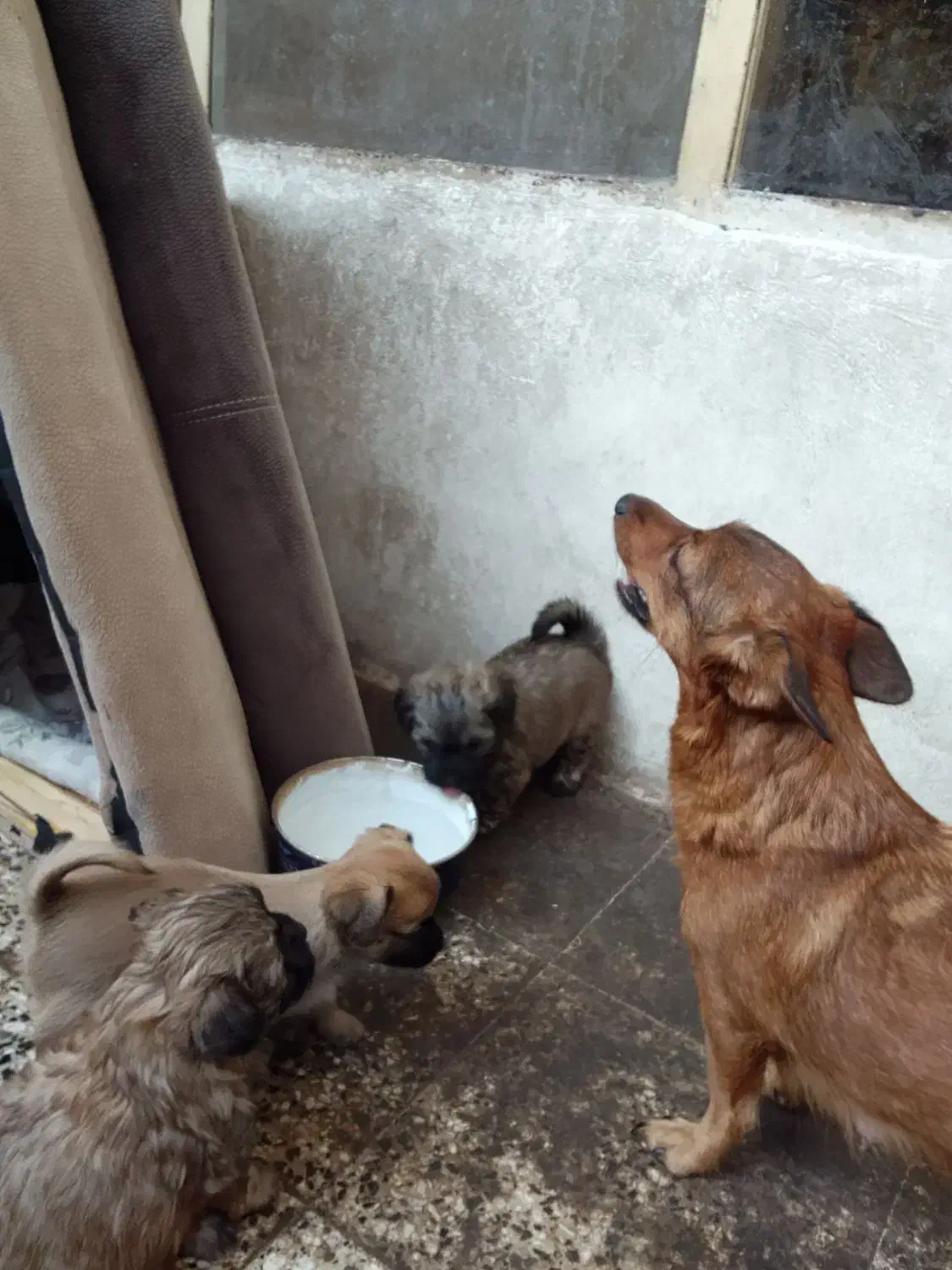 باسلام بدونه چونه یکی دومفت|سگ|دزپارت, |دیوار