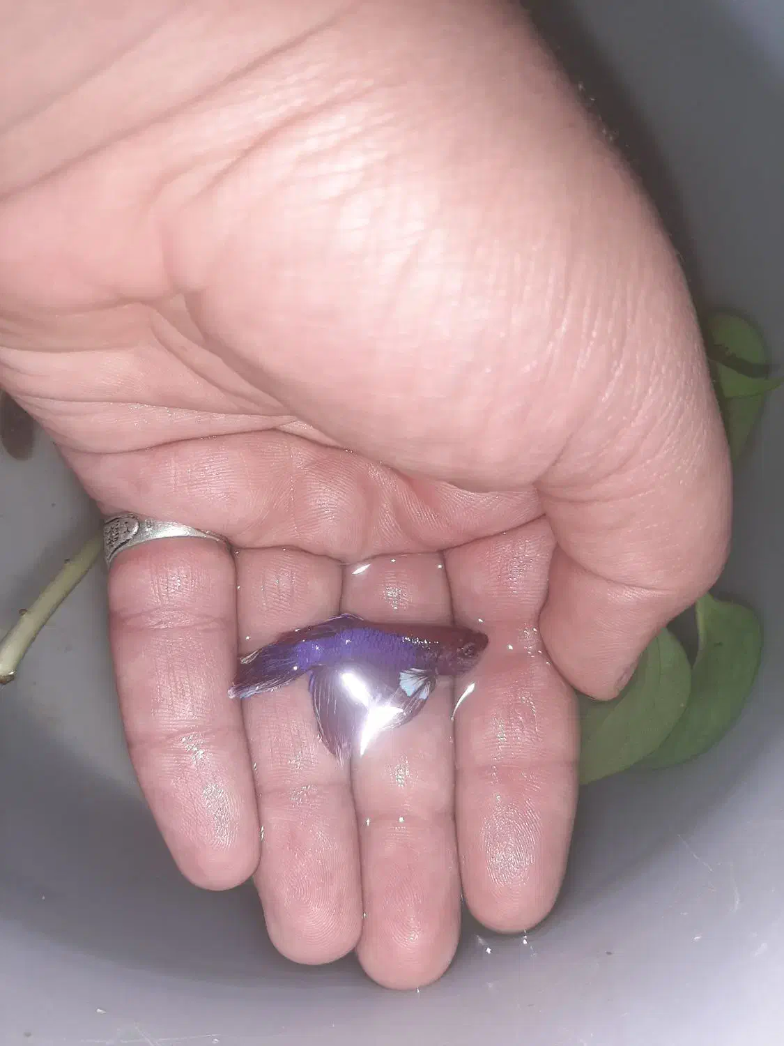 ماهی فایتر|ماهی|کرج, حصارک پایین|دیوار