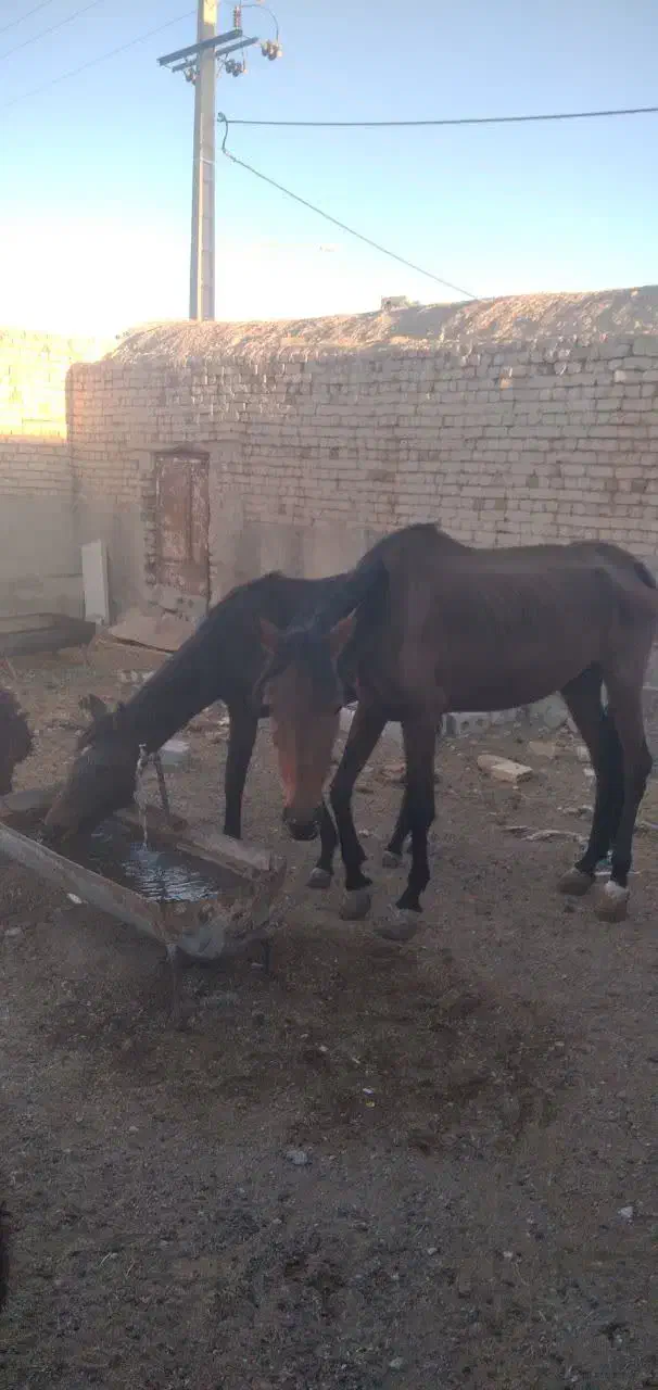 فروش اسب و کره به شرط سواری|اسب و تجهیزات اسب‌سواری|دهق, |دیوار