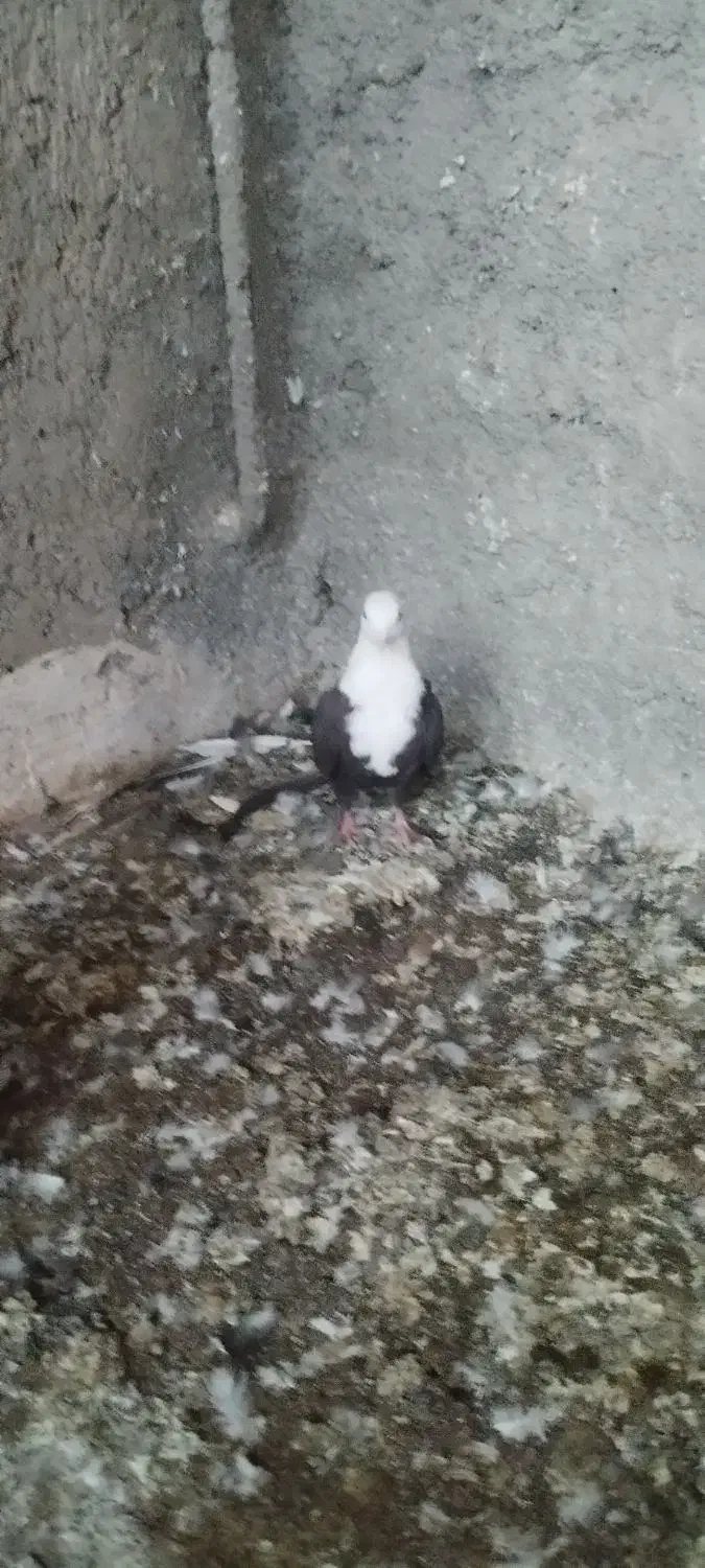 جوجه کربلایی|پرنده|بوئین زهرا, |دیوار