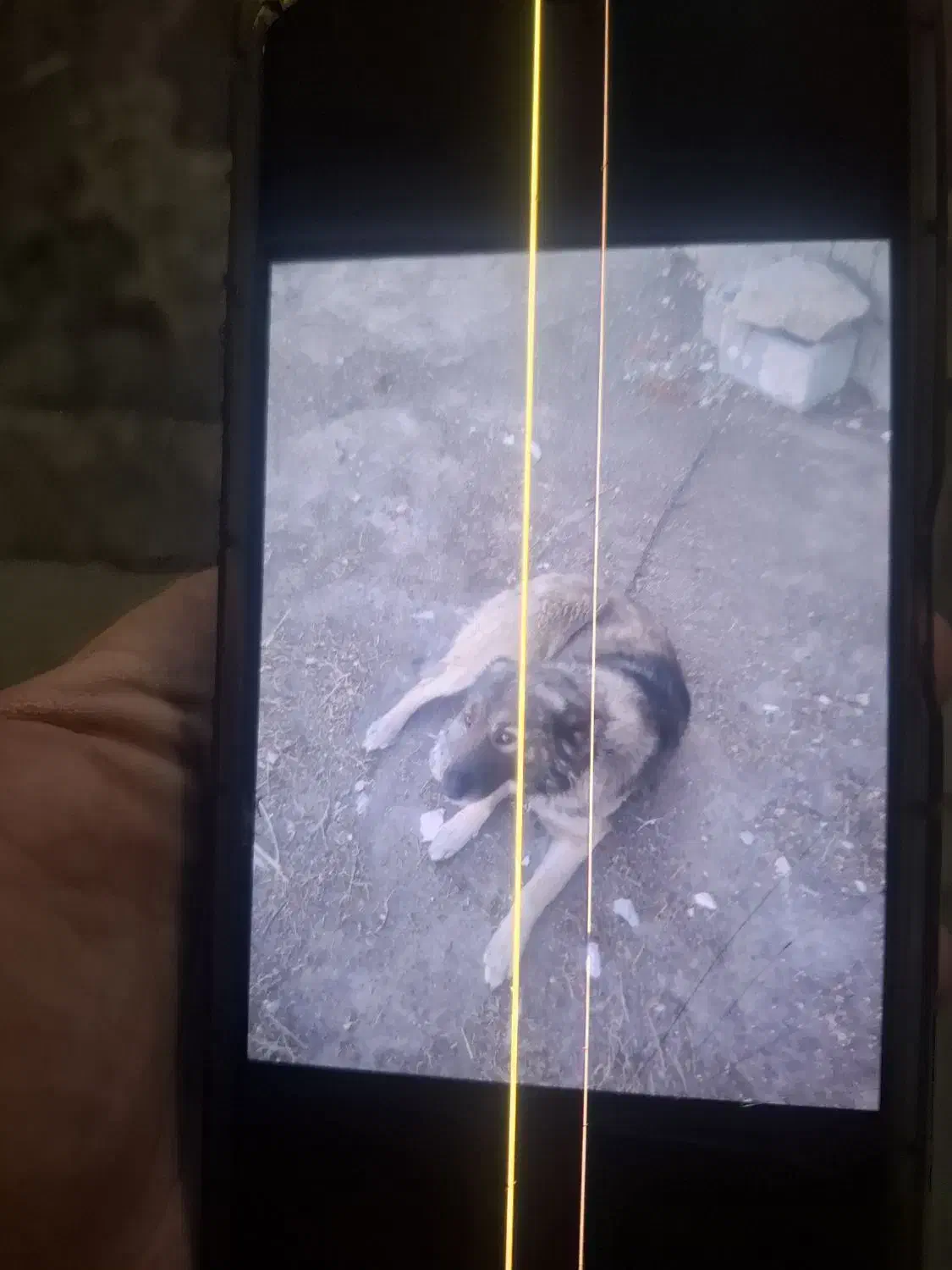 سگ گمشده|حیوانات|میاندوآب, |دیوار