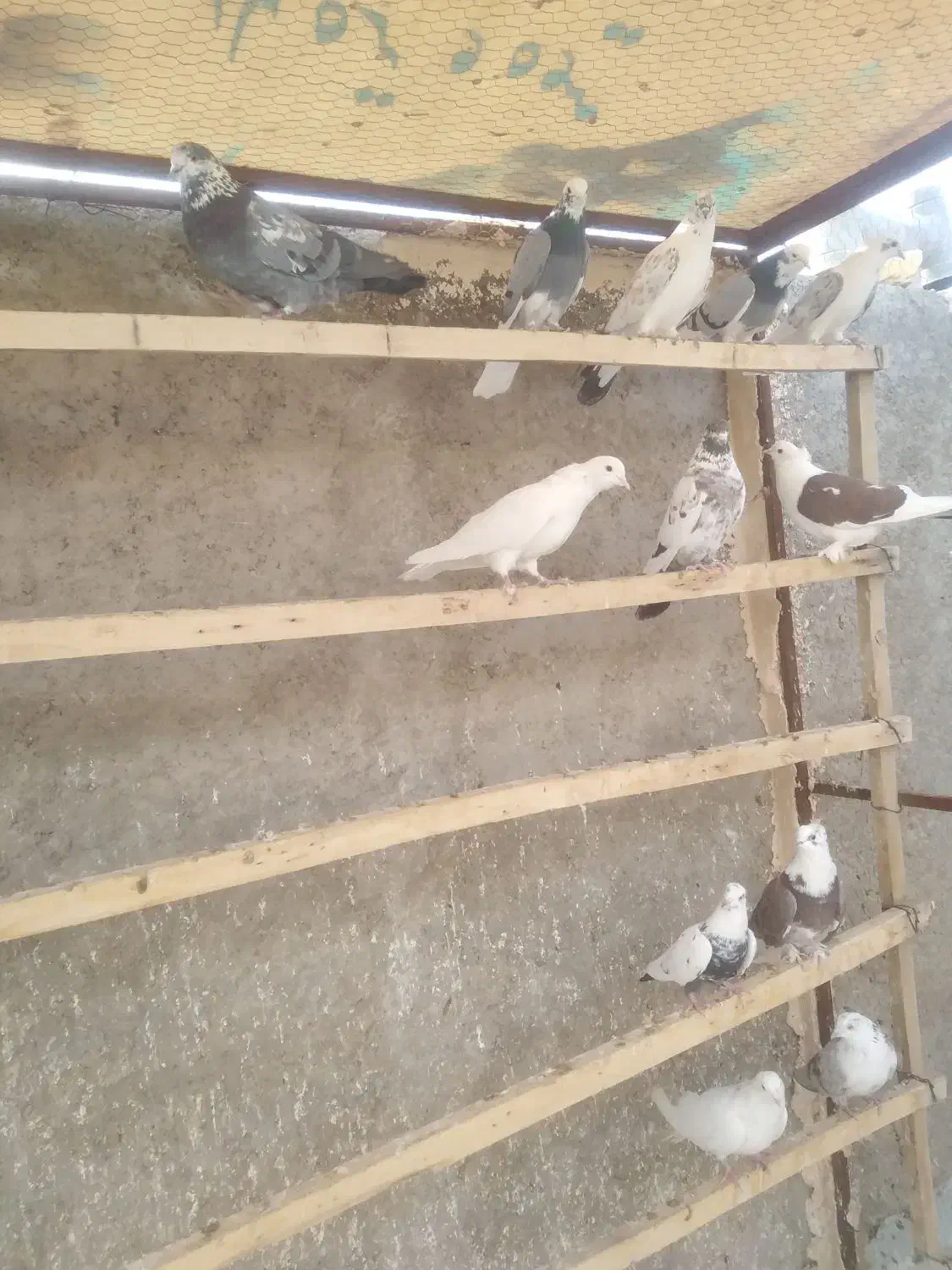 ۱۱عددکبوترپرشی، جفت یاهو|پرنده|اشکذر, |دیوار