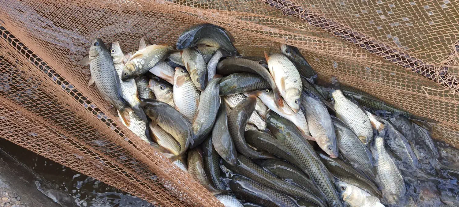 فروش بچه ماهی وزن ۵۰گرم کپور. آمور. بیگ هد.|ماهی|شاهرود, |دیوار