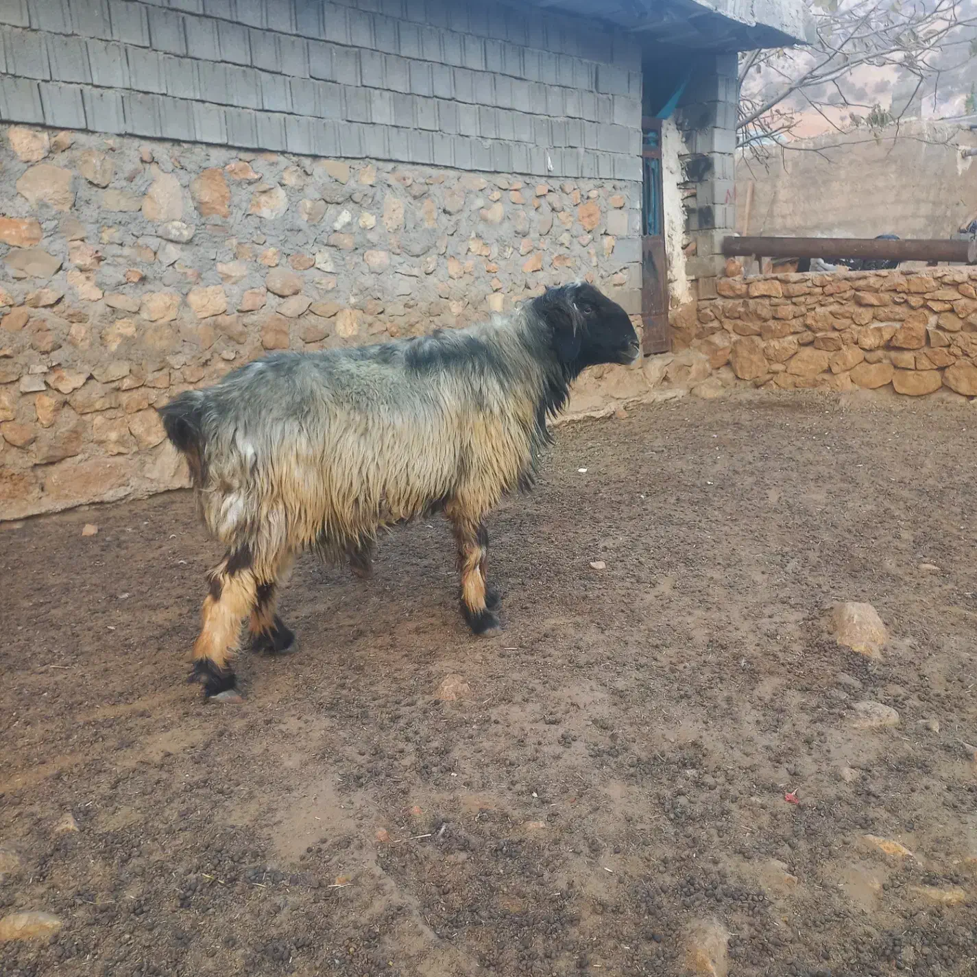 قوچ|حیوانات مزرعه|دهدشت, |دیوار