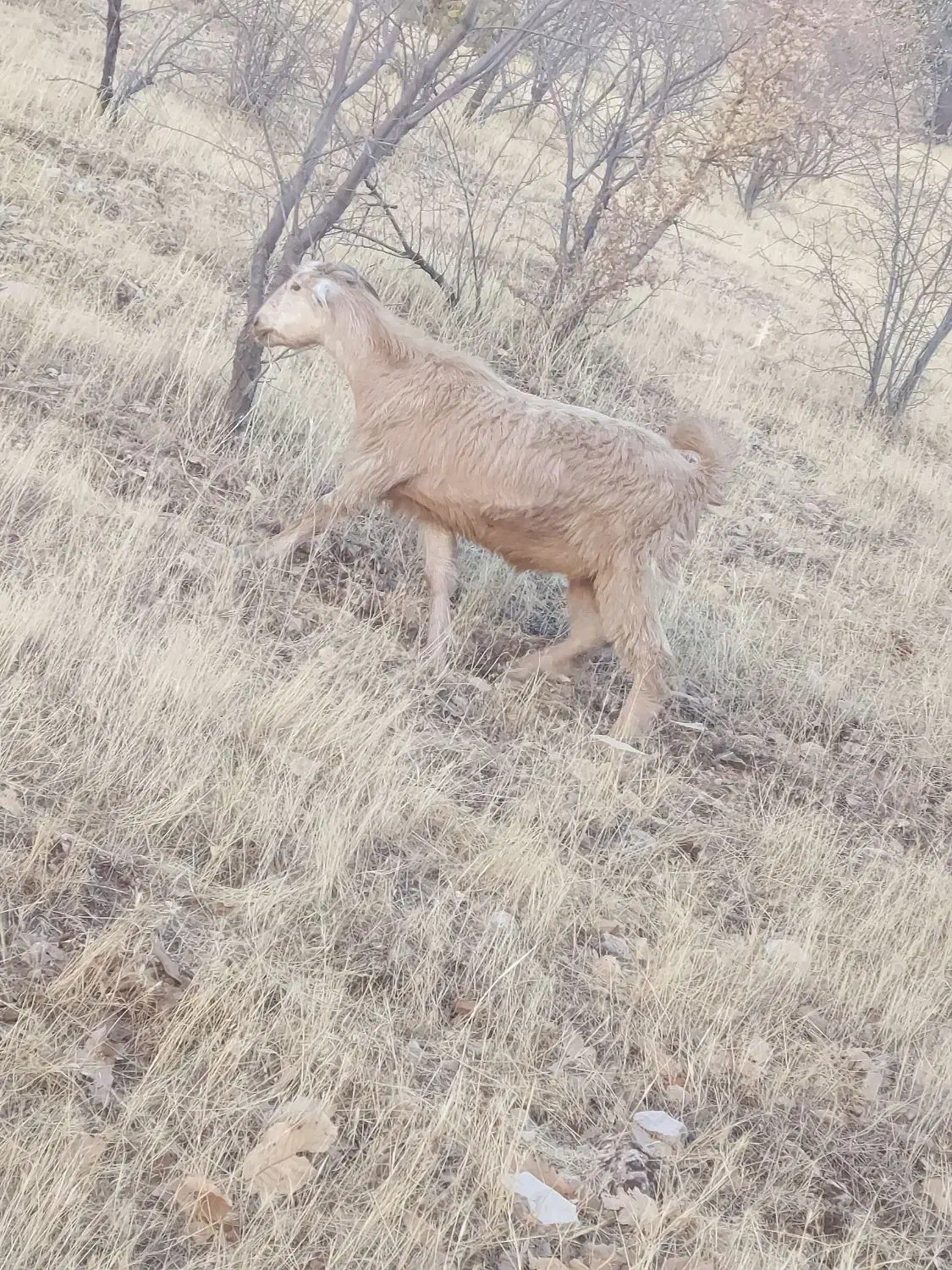 بز و ساورین|حیوانات مزرعه|زمکان, |دیوار