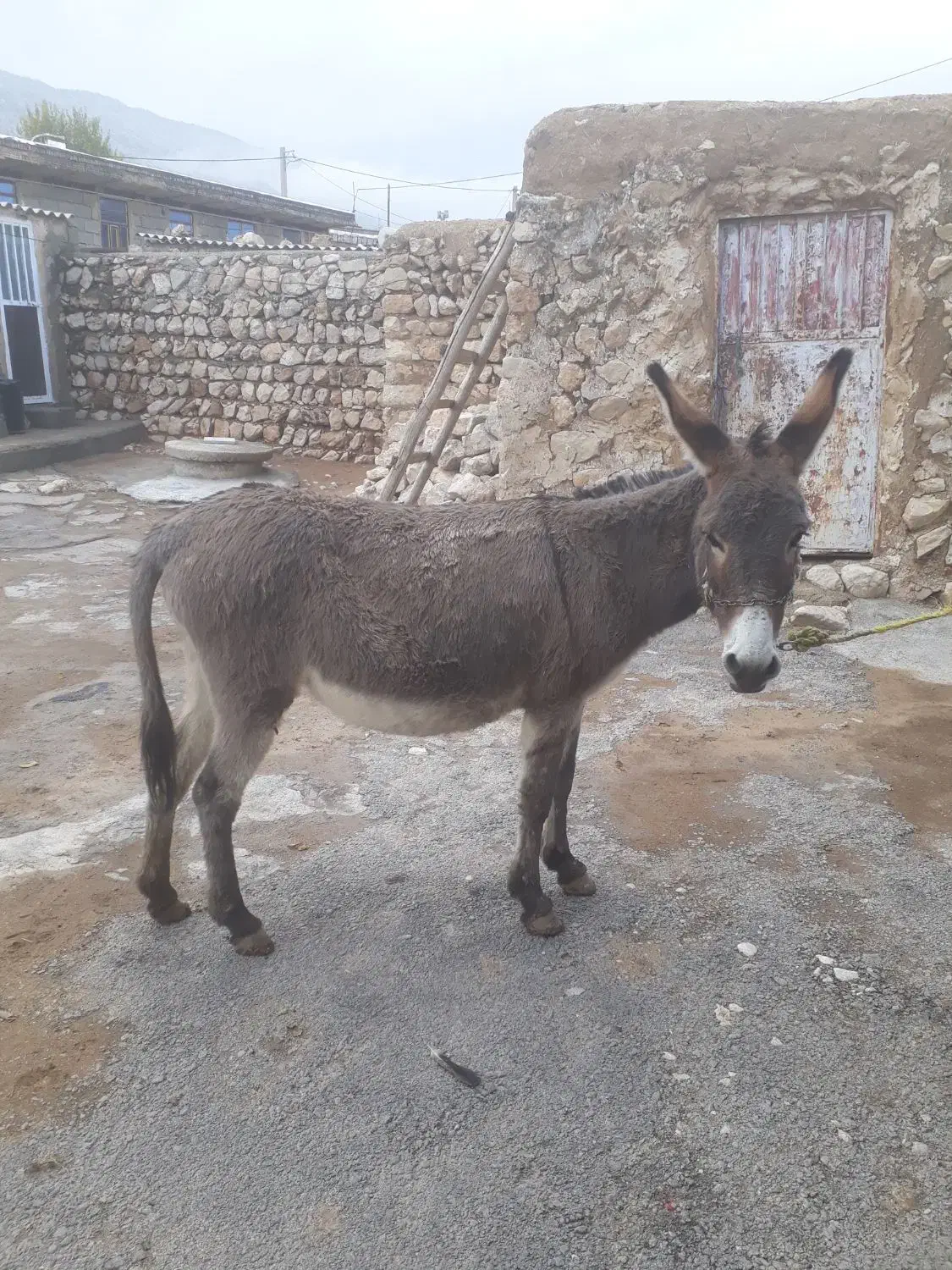 الاغ ماده پنج سال سالم قیمت توافقی|حیوانات مزرعه|سیروان, |دیوار