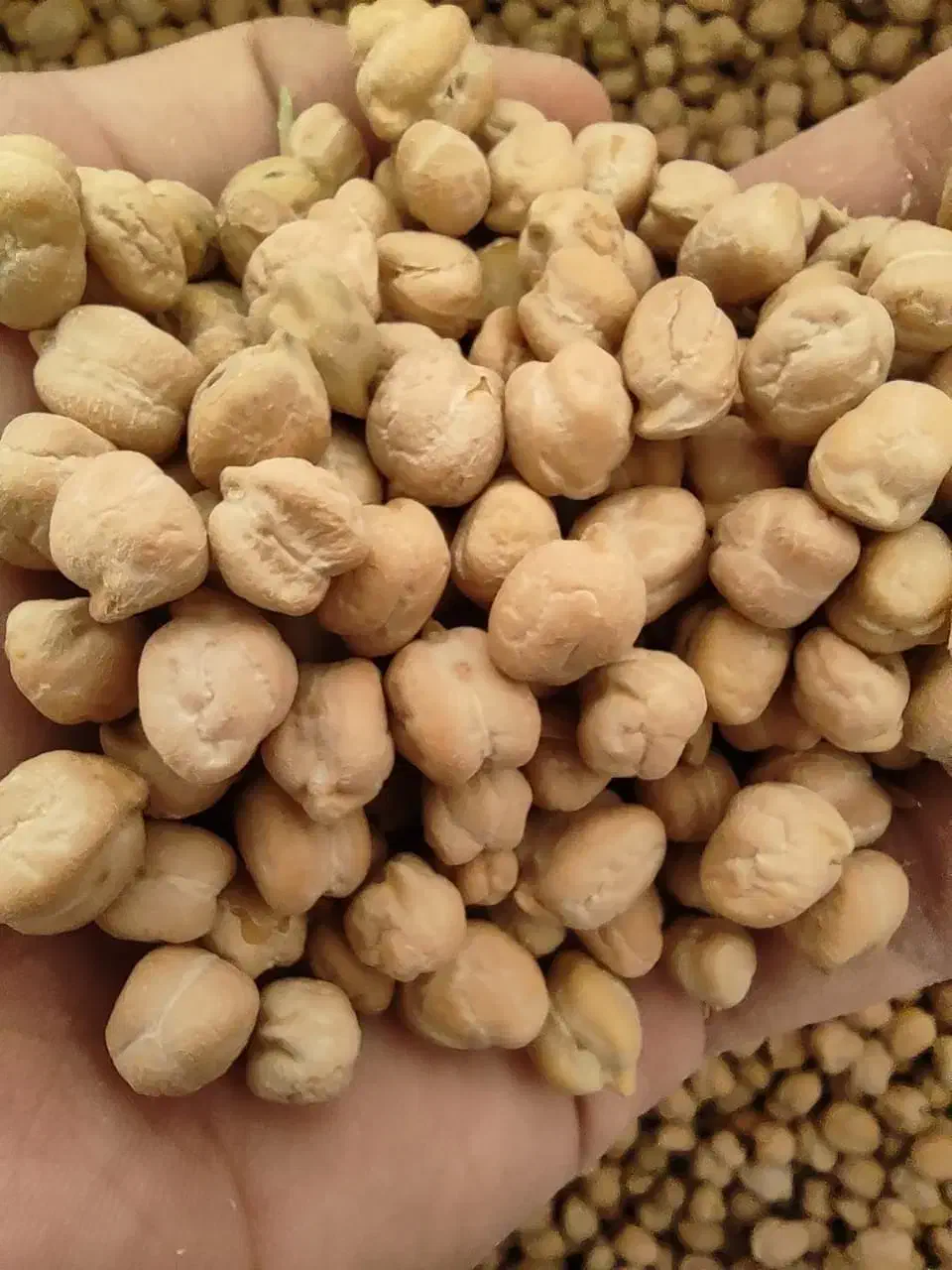 سلام دوستان حبوبات خوشپخت و تازه لرستان|خوردنی و آشامیدنی|فولادشهر, فولادشهر|دیوار