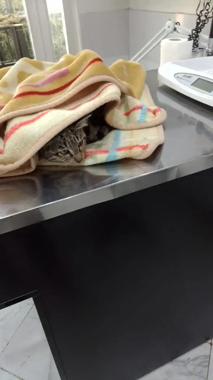 سلام یه گربه نر ۶‌ماهه پاش شکسته و الان عمل شده|گربه|اندیشه, اندیشه فاز ۲|دیوار