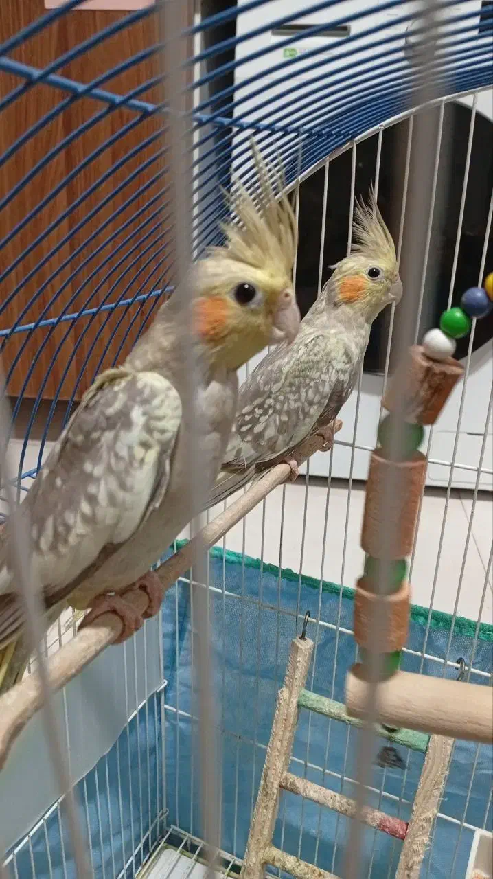 عروس|پرنده|رشت, شهرک صبا|دیوار