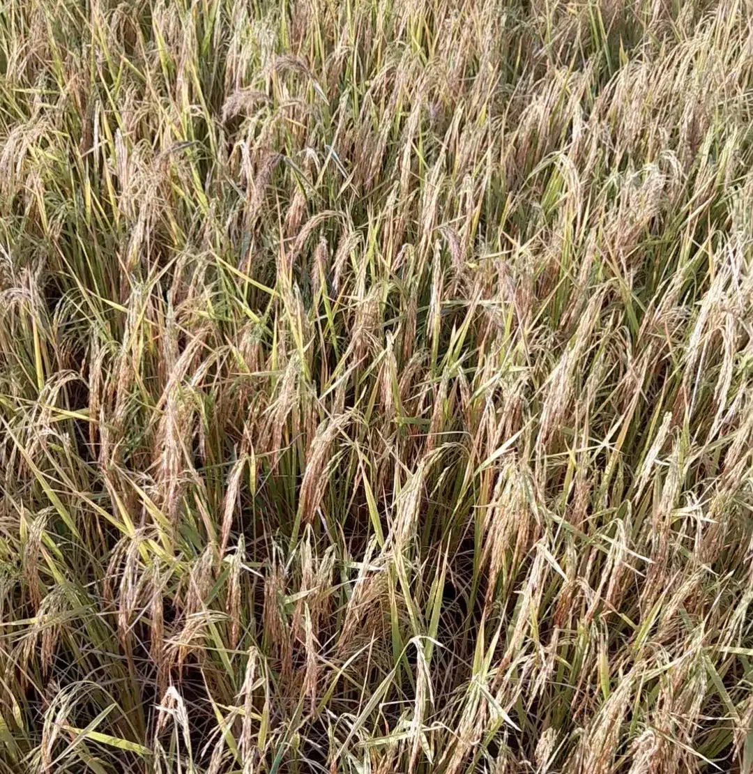 برنج درونگر|خوردنی و آشامیدنی|قوچان, |دیوار