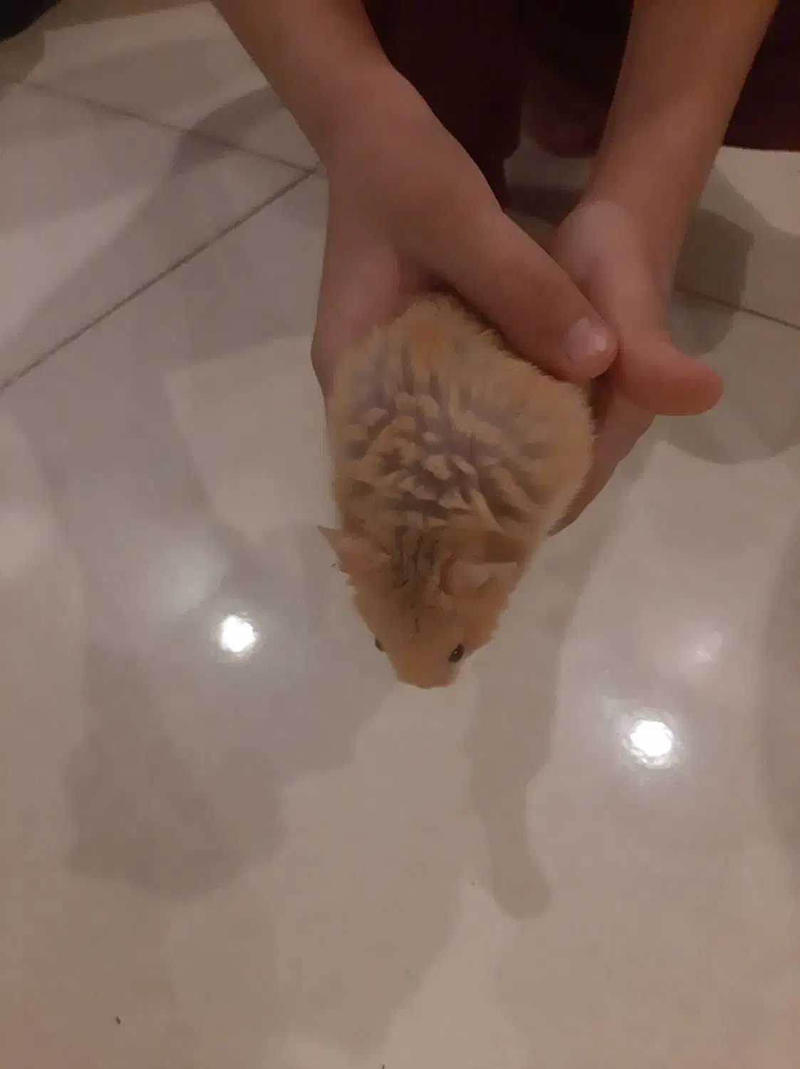 همستر و خوکچه هندی جفتشون با قفس لوازم|موش و خرگوش|کرج, شهرک بنفشه|دیوار