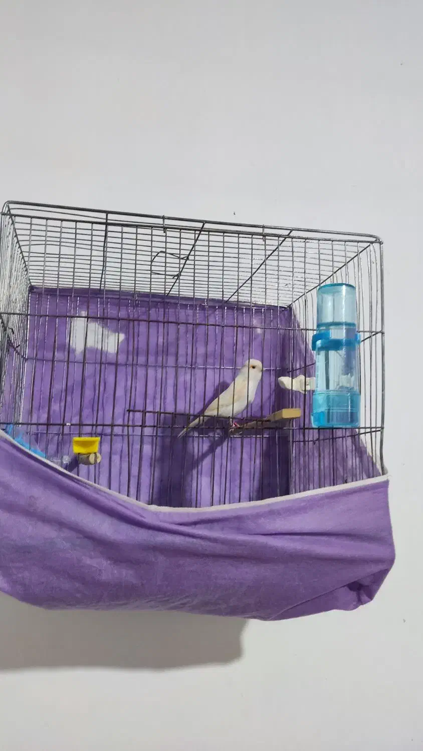 قناری موزاییکی|پرنده|محمدشهر, شهرک پیام (مهرالبرز)|دیوار