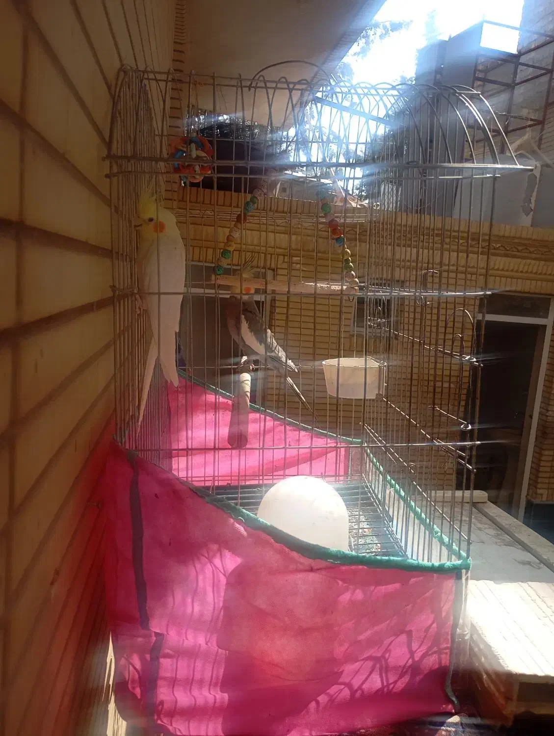 عروس هلندی جفت خالص.رام دستی دستی.درحال چال گذاشتن|پرنده|شیراز, تندگویان|دیوار