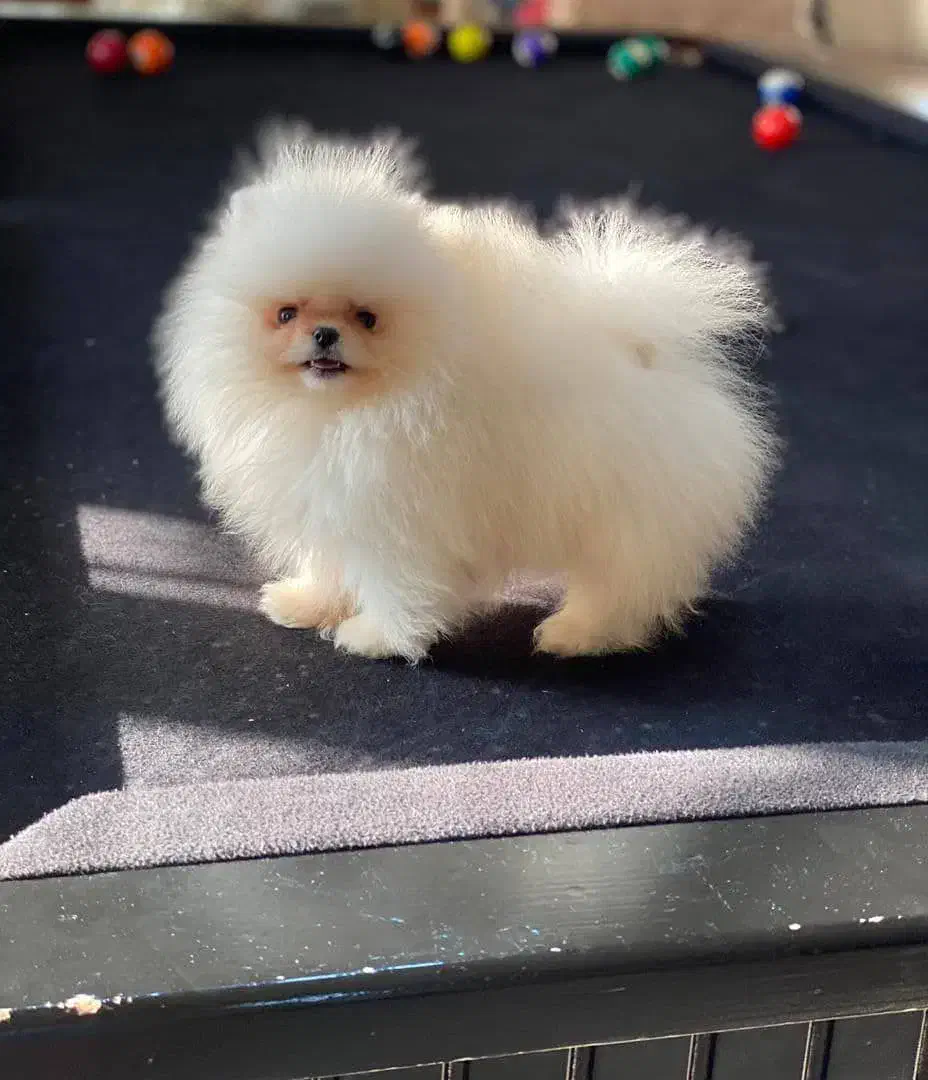 پامرانین (وارداتی)|سگ|تبریز, |دیوار