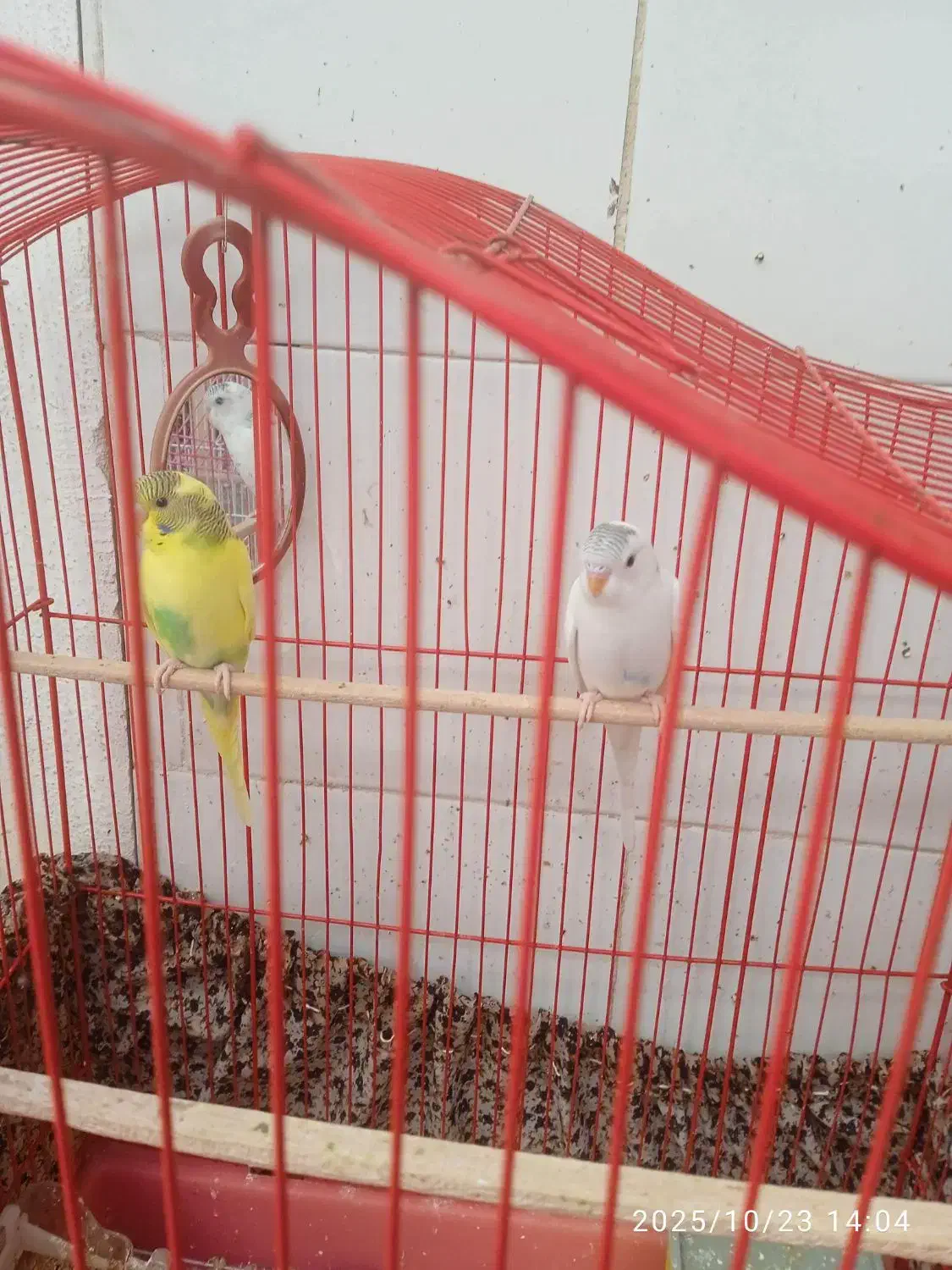 یک جفت مرغ عشق جوان سالم سرحال ۳۰۰ دونه ی۱۵۰|پرنده|قم, شهر قائم|دیوار