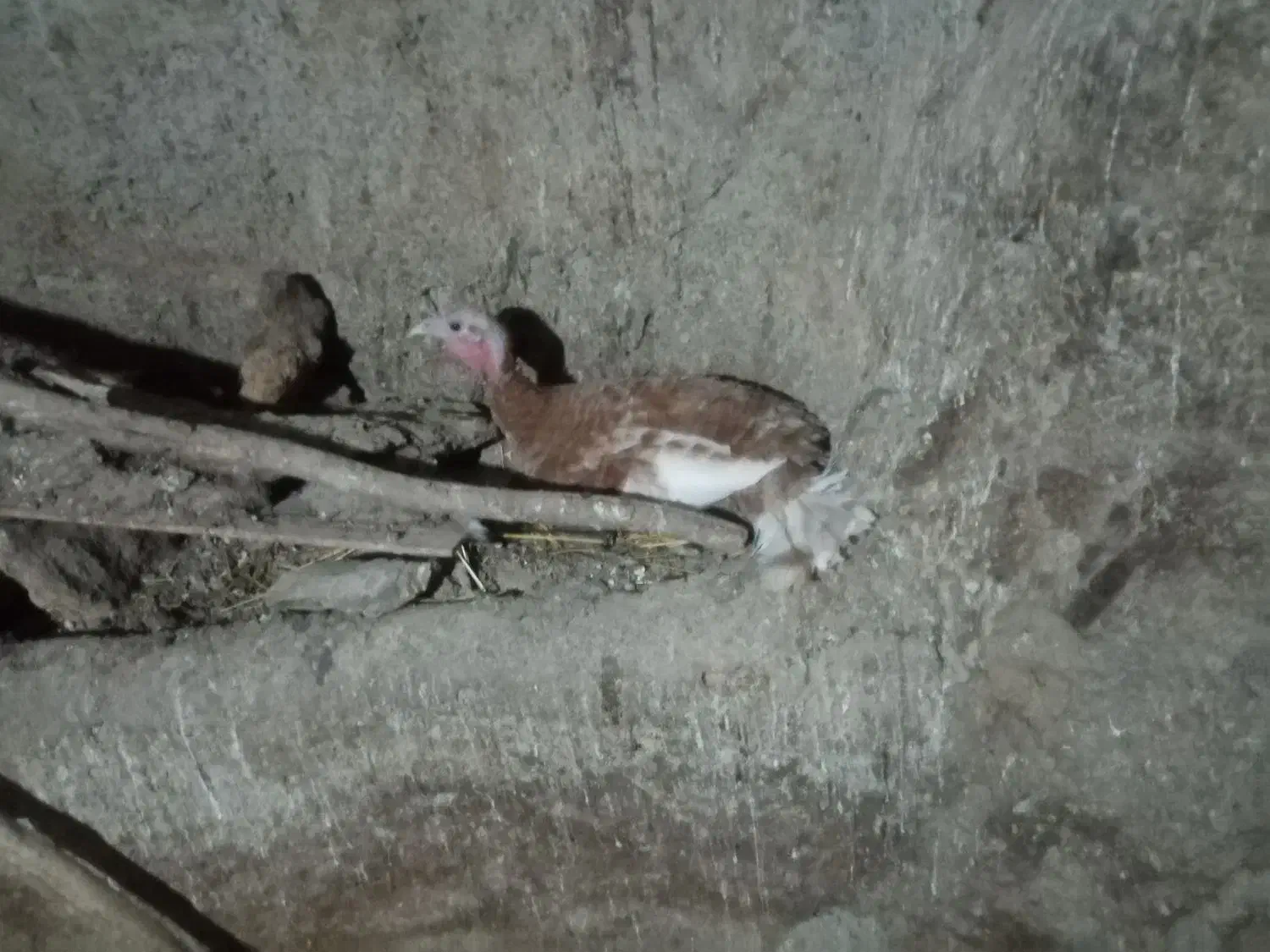 بوقلمون کرچ ومرغ لاری|حیوانات مزرعه|کلاترزان, |دیوار