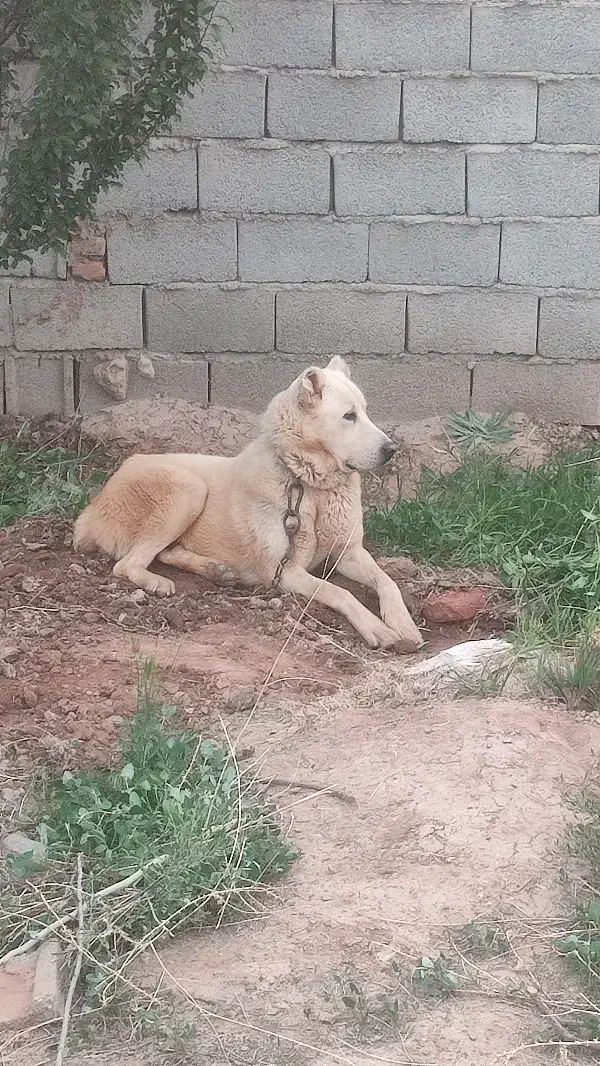 واگذاری سگ|سگ|ایلخچی, |دیوار