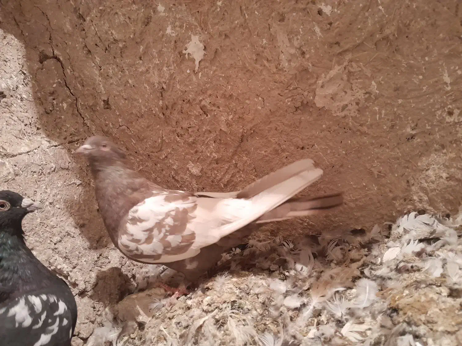 کبوتر سینه قهوه ای نر|پرنده|شیراز, کاراندیش|دیوار