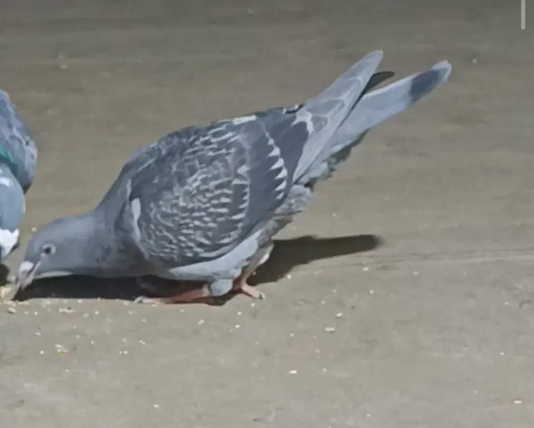 سبز پولکی جوجه|حیوانات|مشهد, انقلاب|دیوار