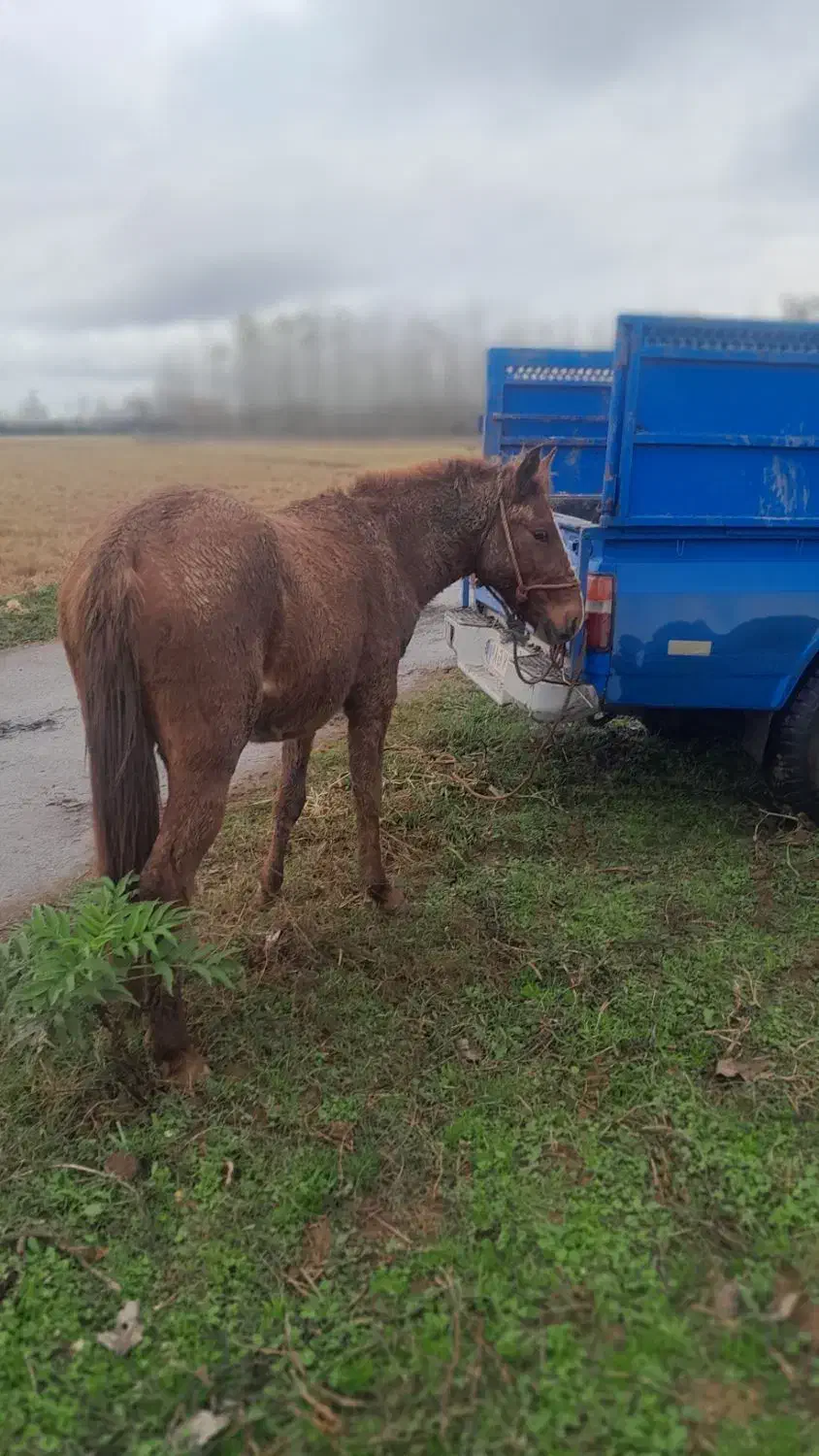 اسب کره نریان|اسب و تجهیزات اسب‌سواری|تولم شهر, |دیوار