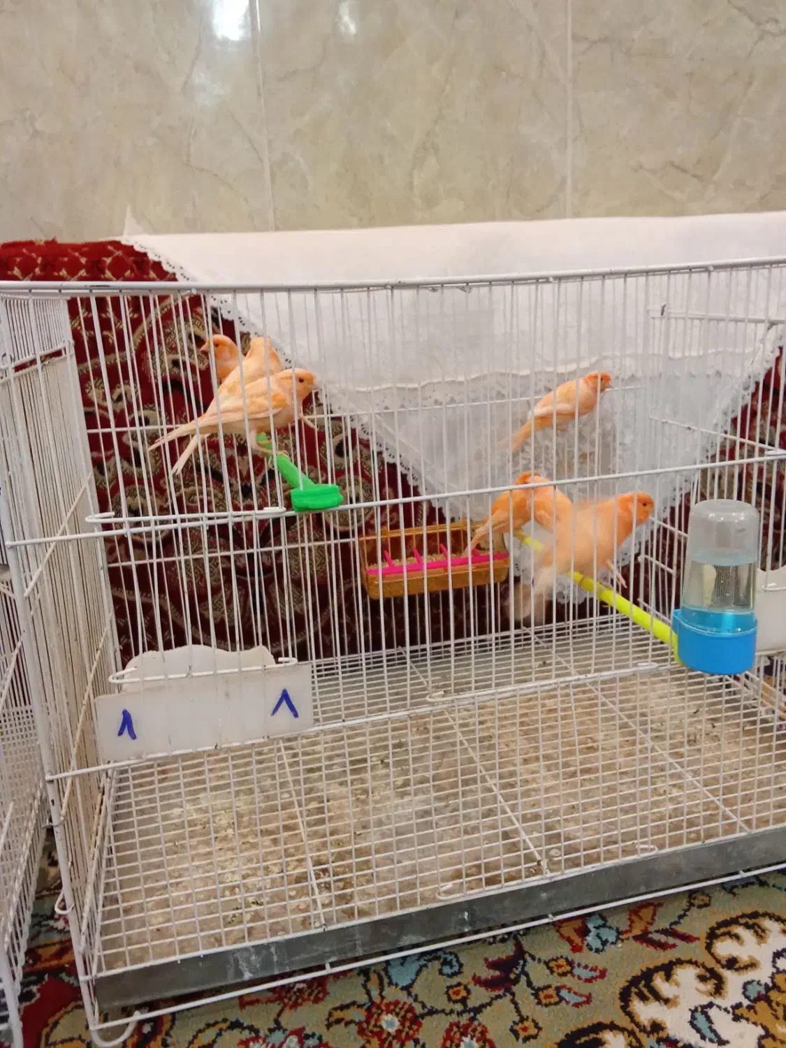 سلام 17عدد قناری درجه یک سالم بضمانت  فروشی|پرنده|تربت‌حیدریه, هاشمی‌نژاد|دیوار