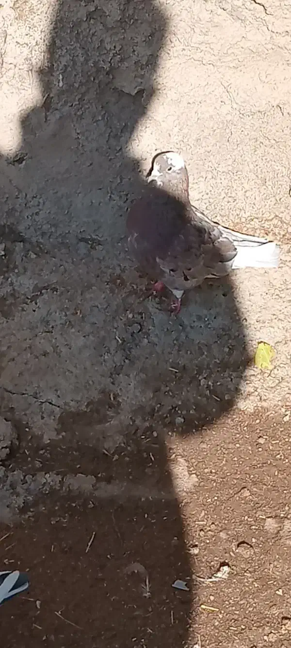 سرول|پرنده|ایجرود, |دیوار