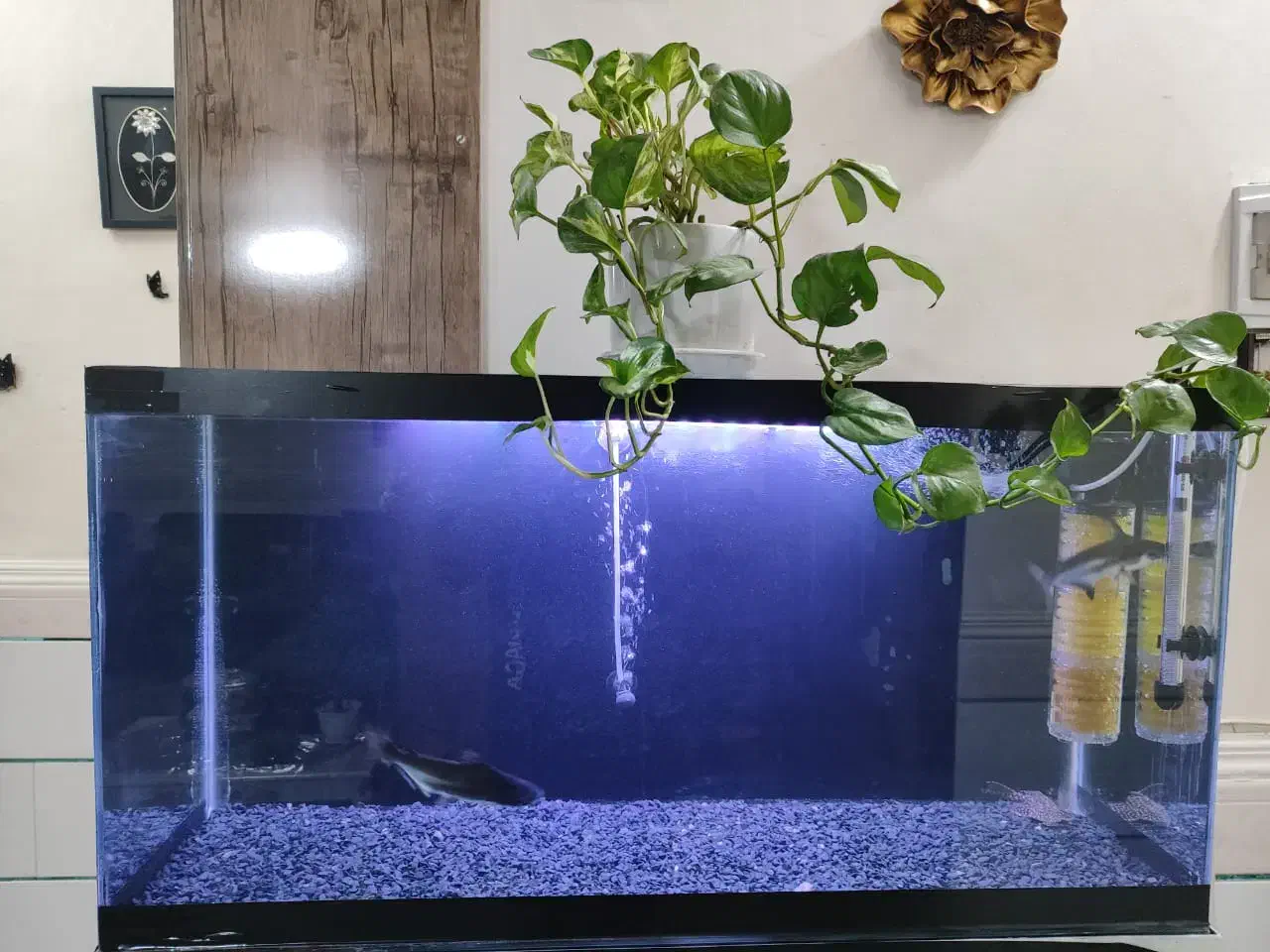 آکواریوم بزرگ با تمامی وسایل|ماهی|بم, |دیوار