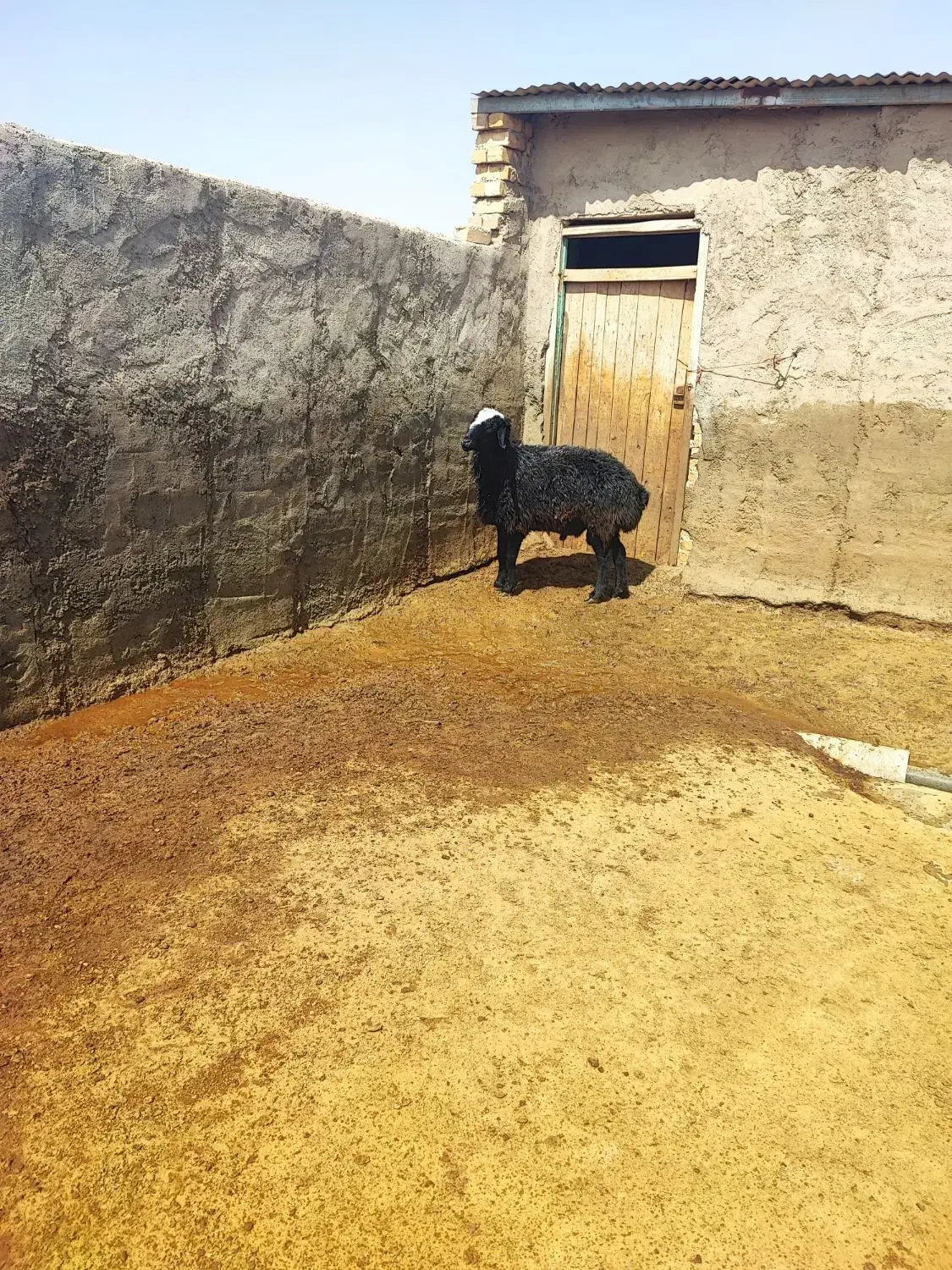 قوچ|حیوانات مزرعه|بوئین زهرا, |دیوار