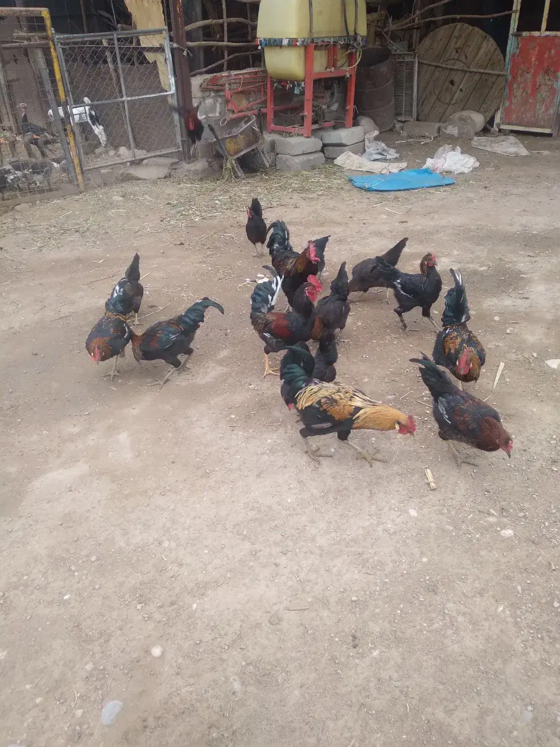 مرغ وخروس و قاز|حیوانات مزرعه|اندیمشک, |دیوار