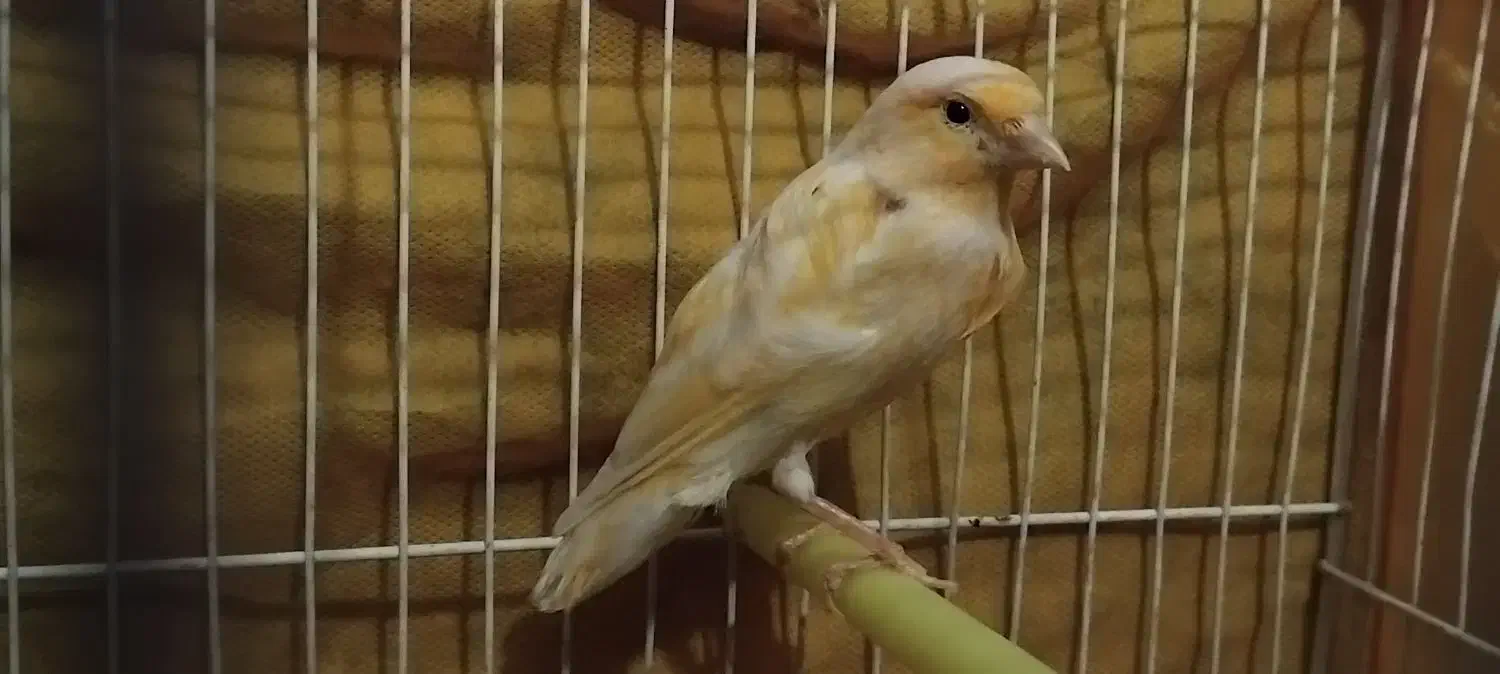 ماده اماده|پرنده|مشهد, تربیت (صدف)|دیوار