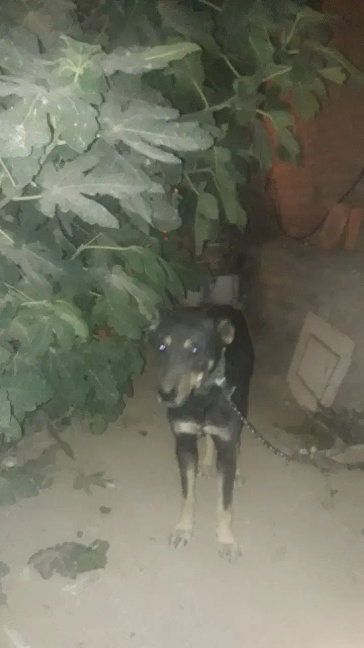 گمشده|حیوانات|همدان, |دیوار