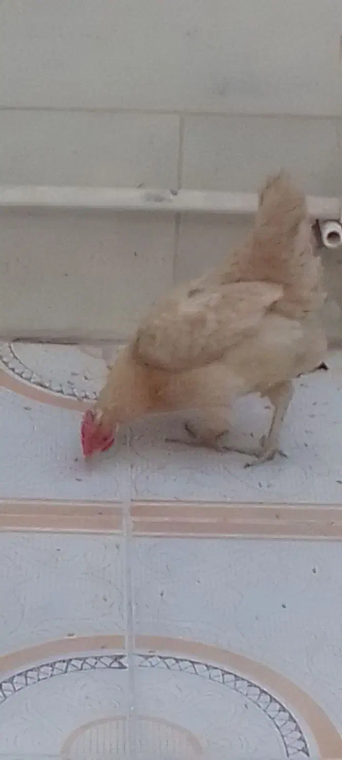 مرغ|پرنده|هندیجان, |دیوار