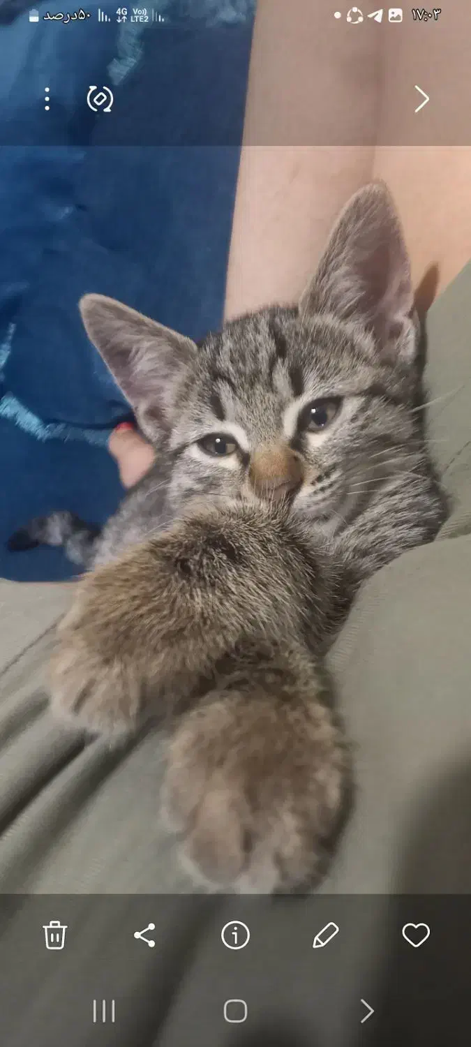 گربه|گربه|شهریار, شهرک وائین|دیوار