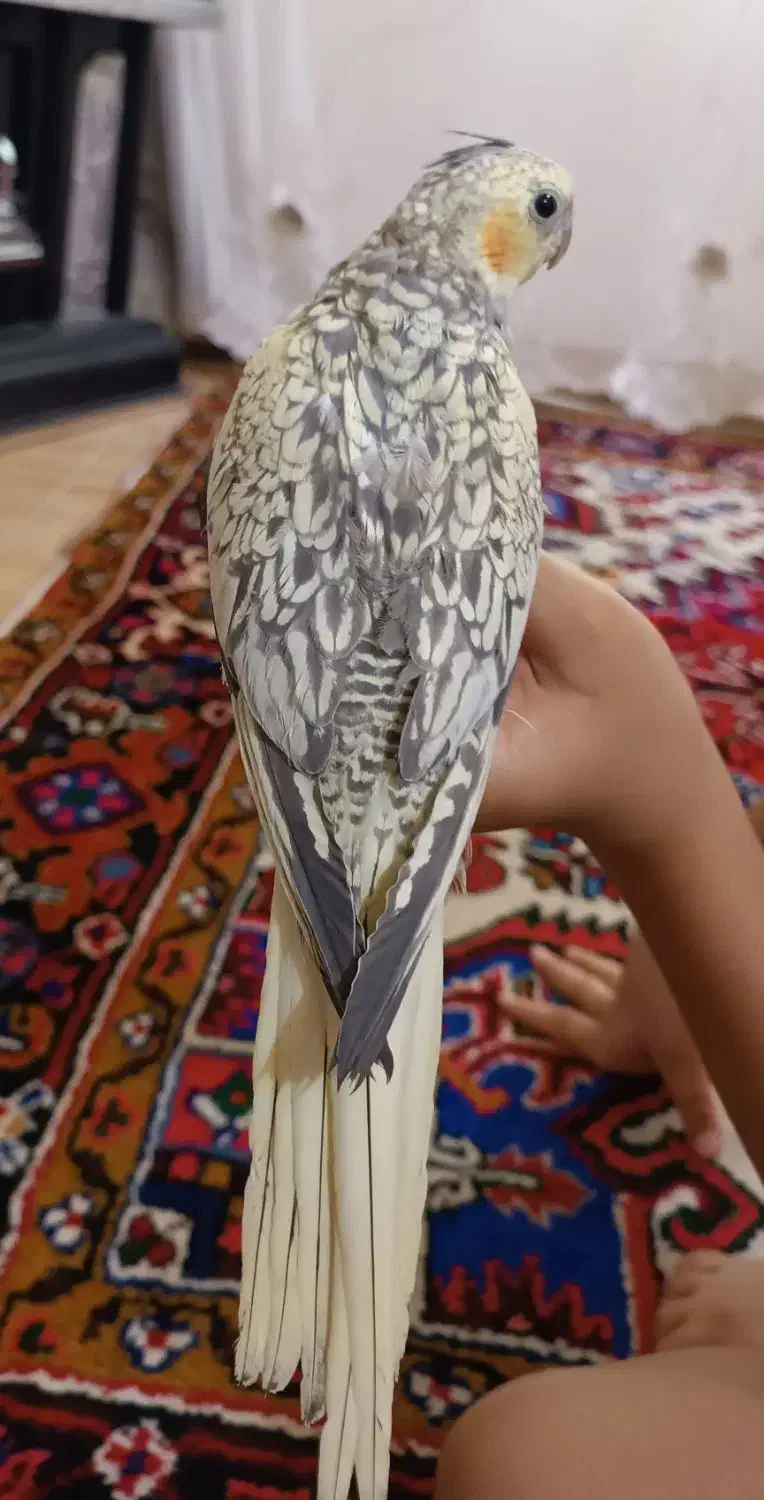 عروس هلندی مینیاتوری نر|پرنده|تبریز, |دیوار