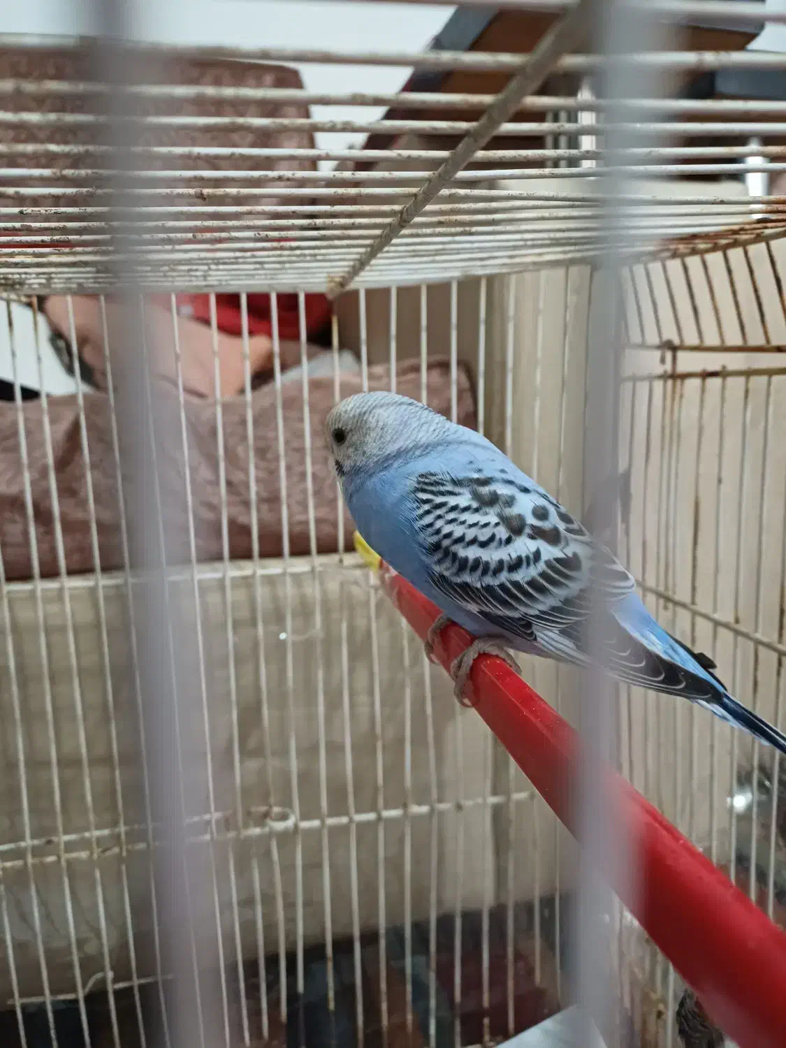 یک عدد مرغ عشق نر، فروش یا معاوضه با فنج ماده|پرنده|مشهد, فردوسی|دیوار