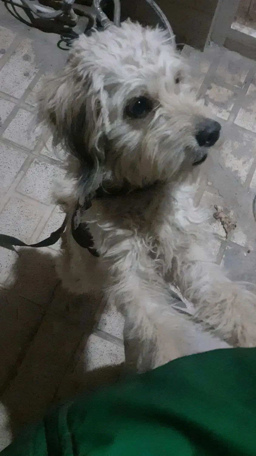 سگ تربیت شده شناسنامه دار|سگ|پاکدشت, پاکدشت (مامازند)|دیوار