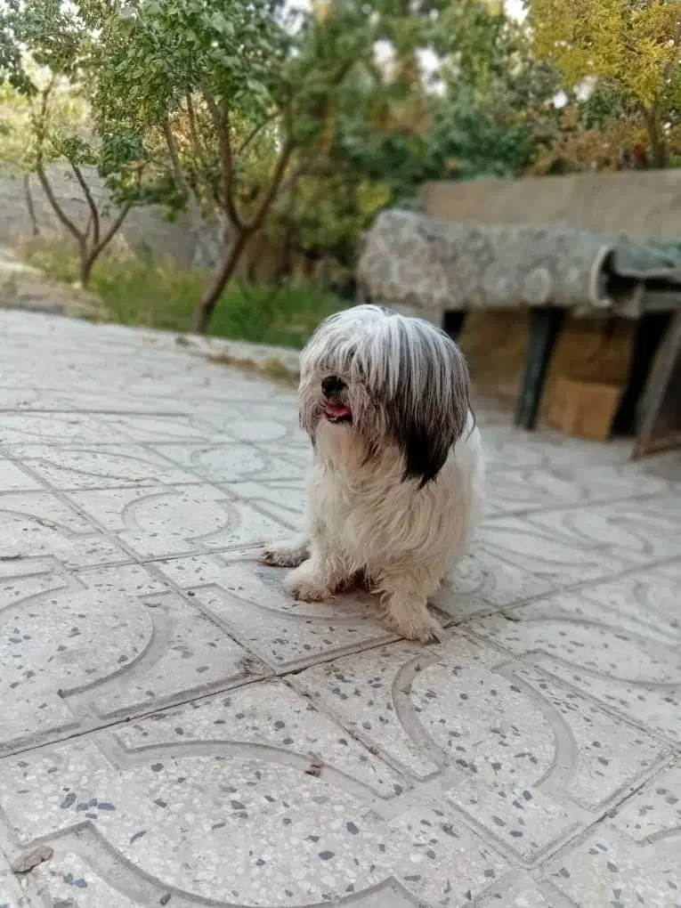 سگ شیتزو فلت فقط 1800|سگ|فردیس, شهرک ناز|دیوار