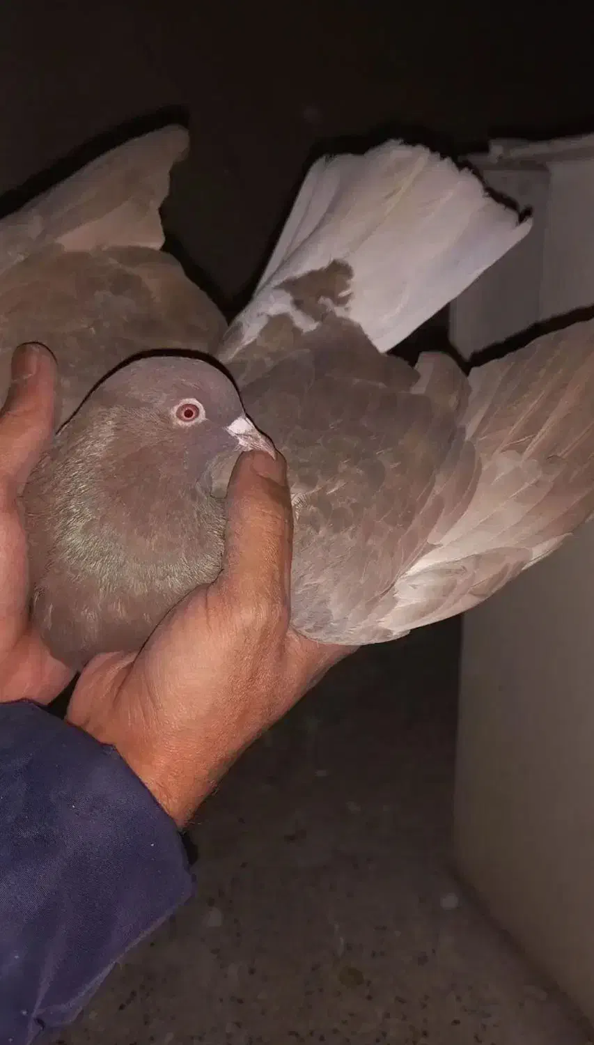 کبوتر ماده|حیوانات|تهران, سبلان (لشگر)|دیوار